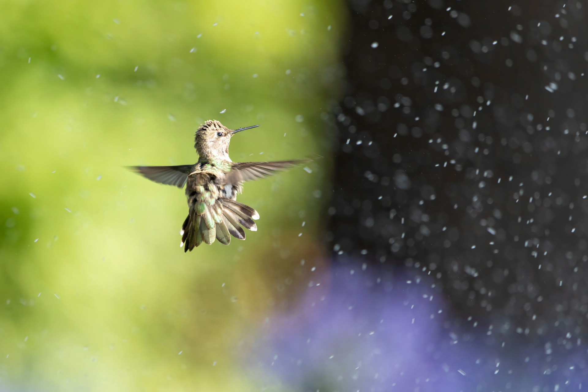 Colorful Hummingbird flying