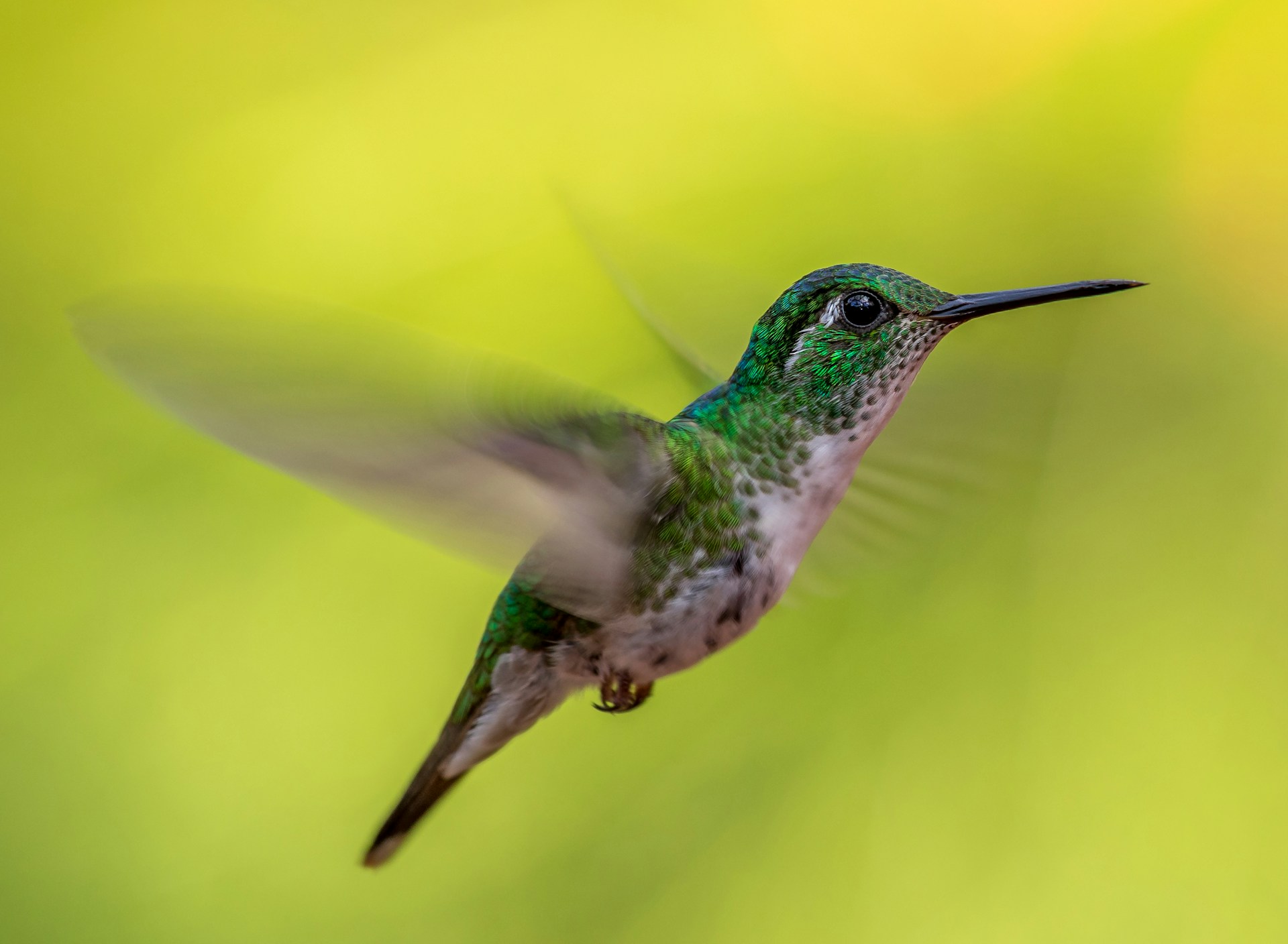 Colorful hummingbird garden