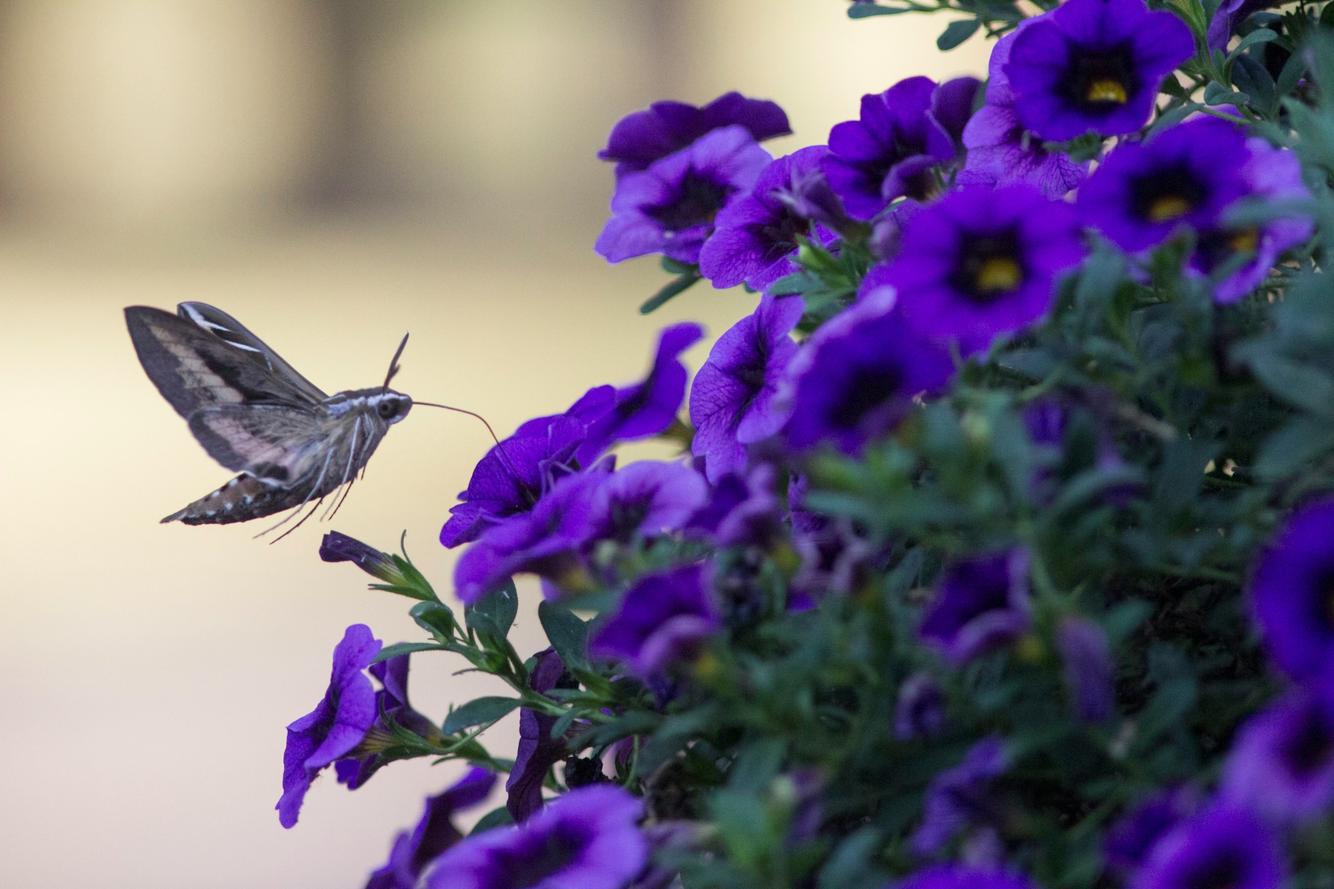 Hovering Hummingbird Moth