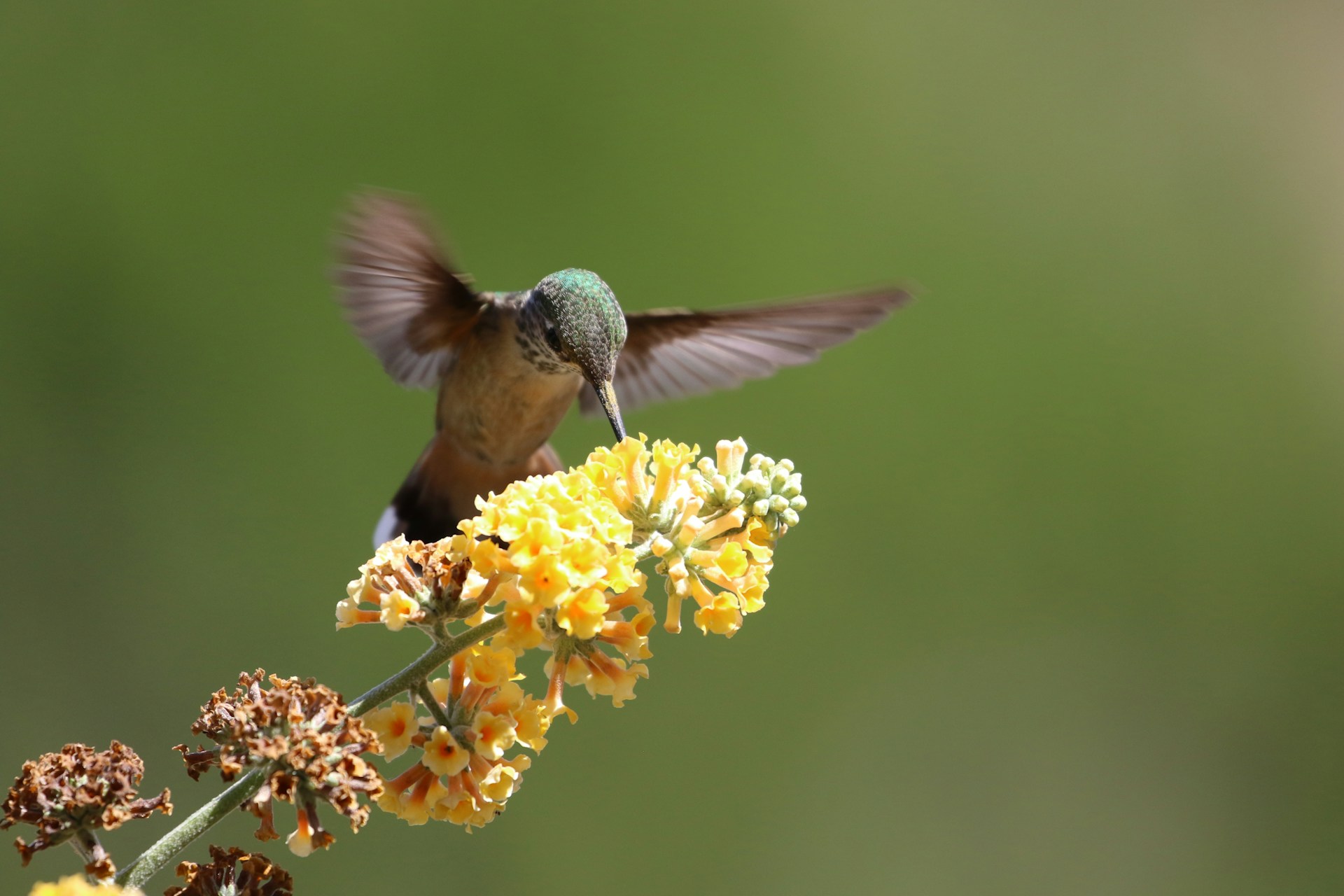 Hovering Hummingbirds