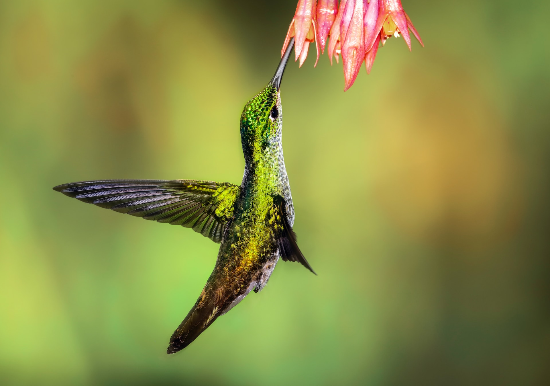 Hovering hummingbird.