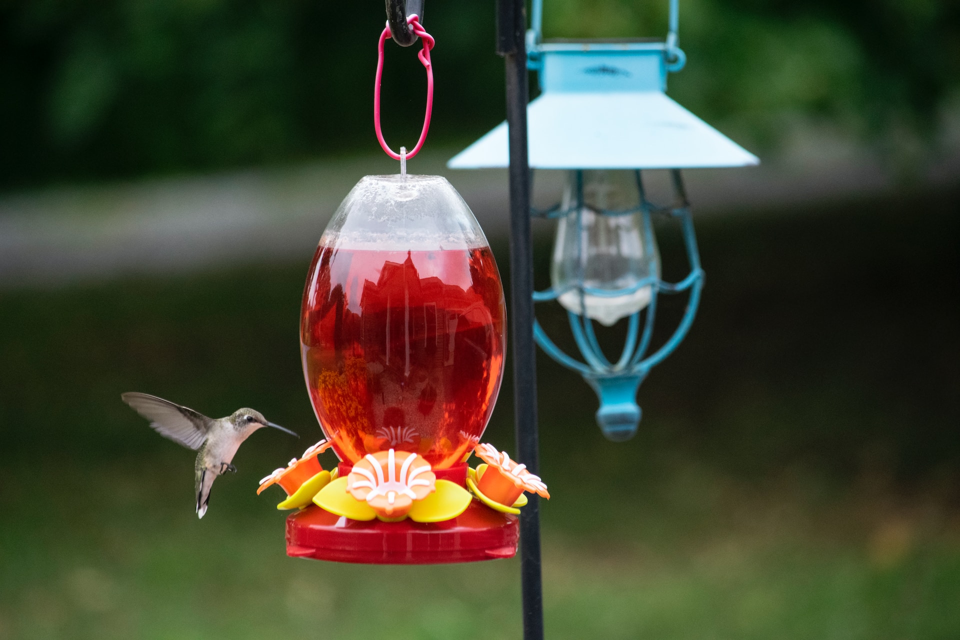 Hummingbird Feeding