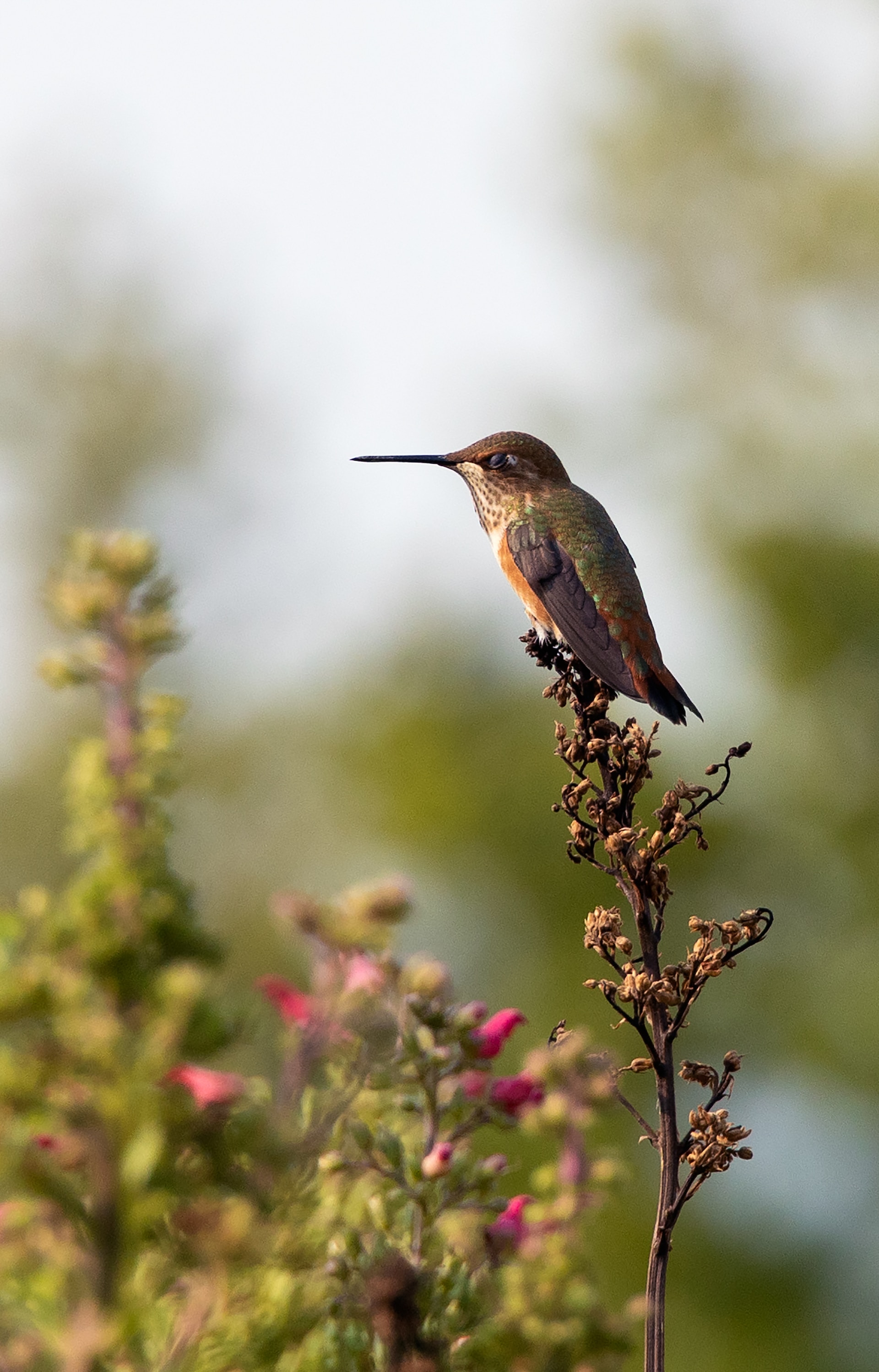 Hummingbird Sleeping