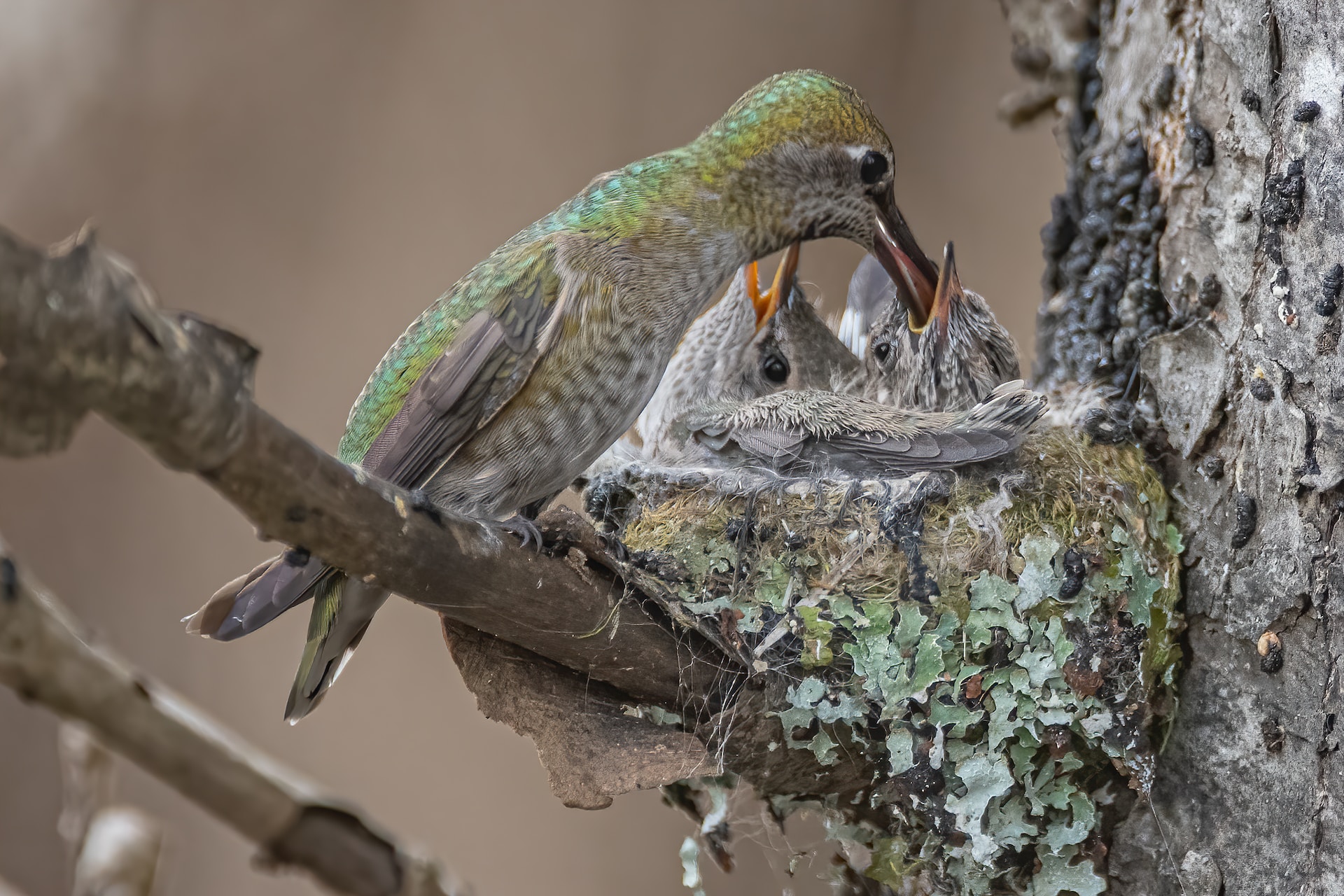 Hummingbird chick