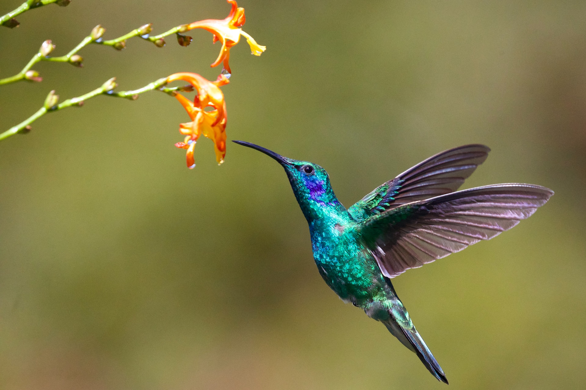 Hummingbird closeup