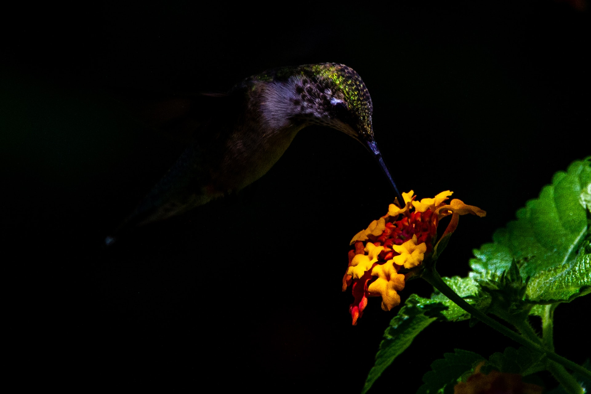 Hummingbird in garden