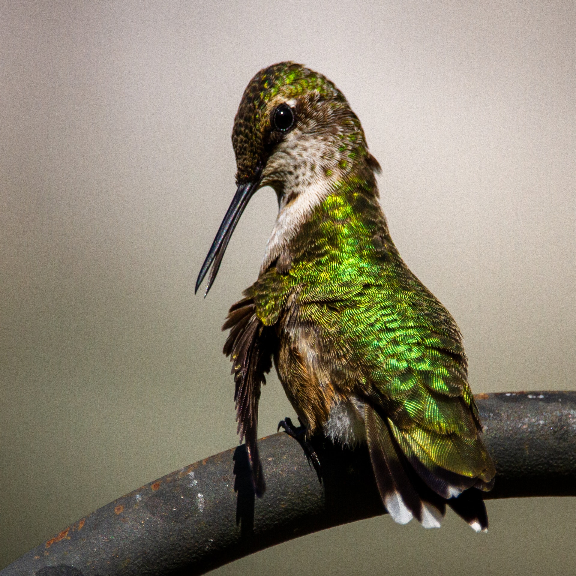 Hummingbird on feeder