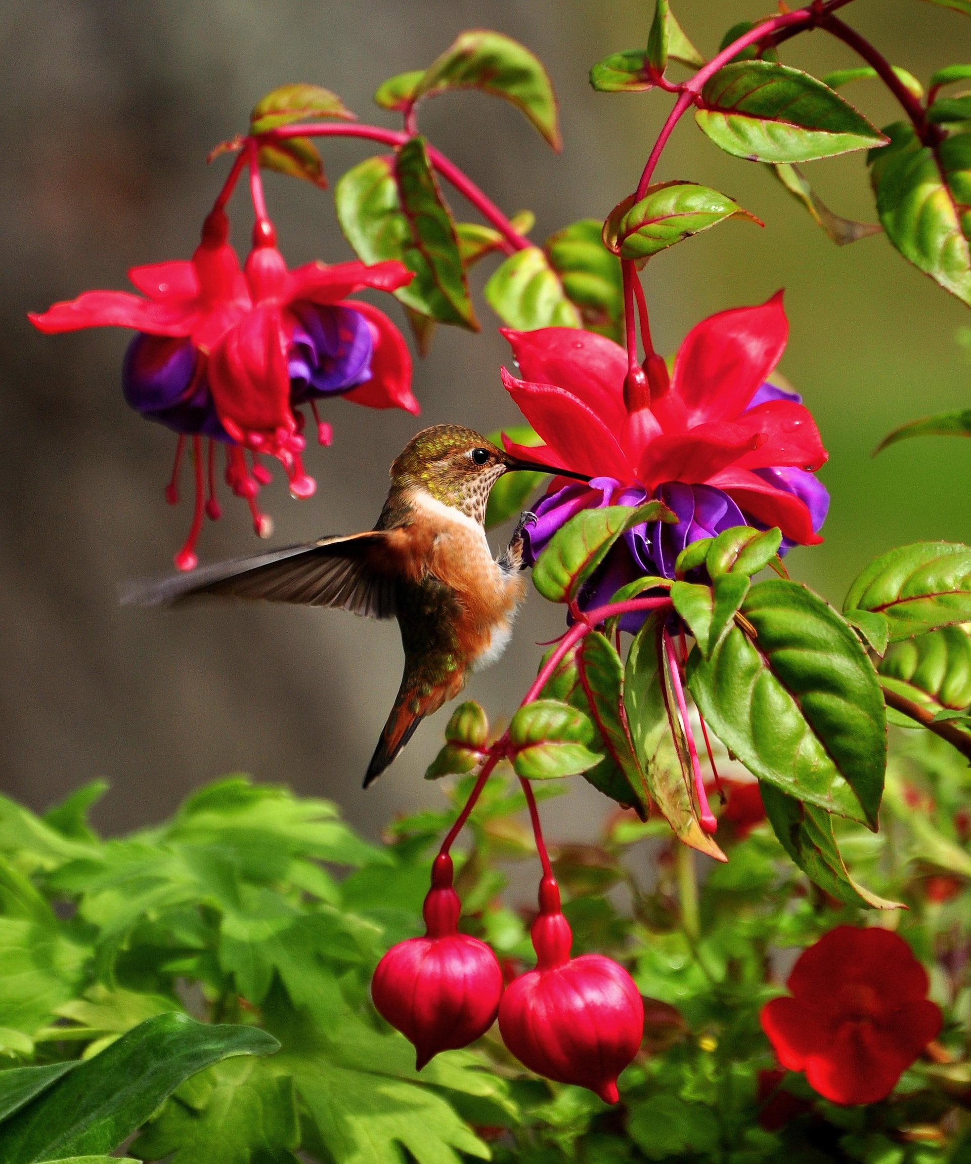 Hummingbird on flowers