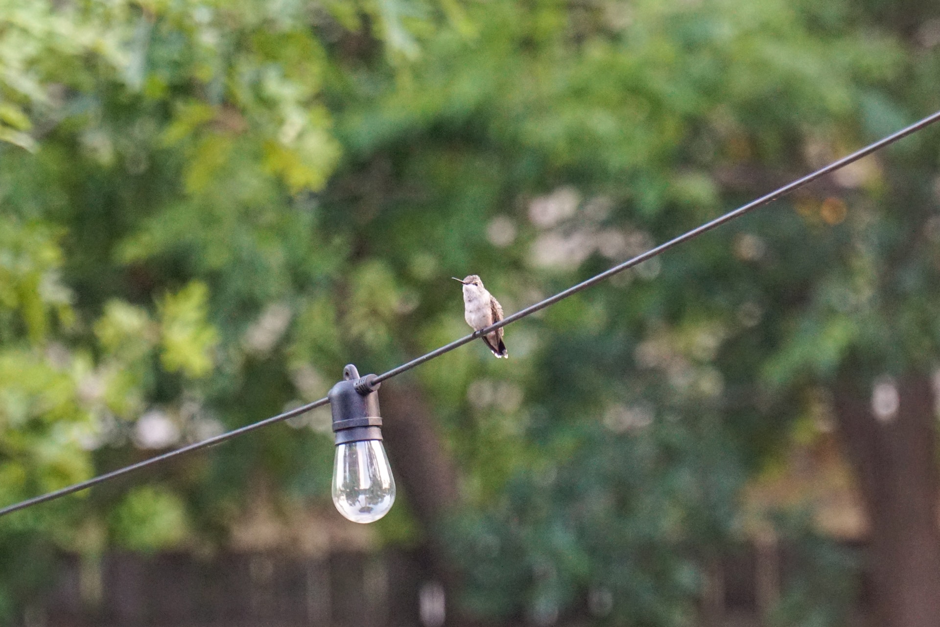 Hummingbird on perch