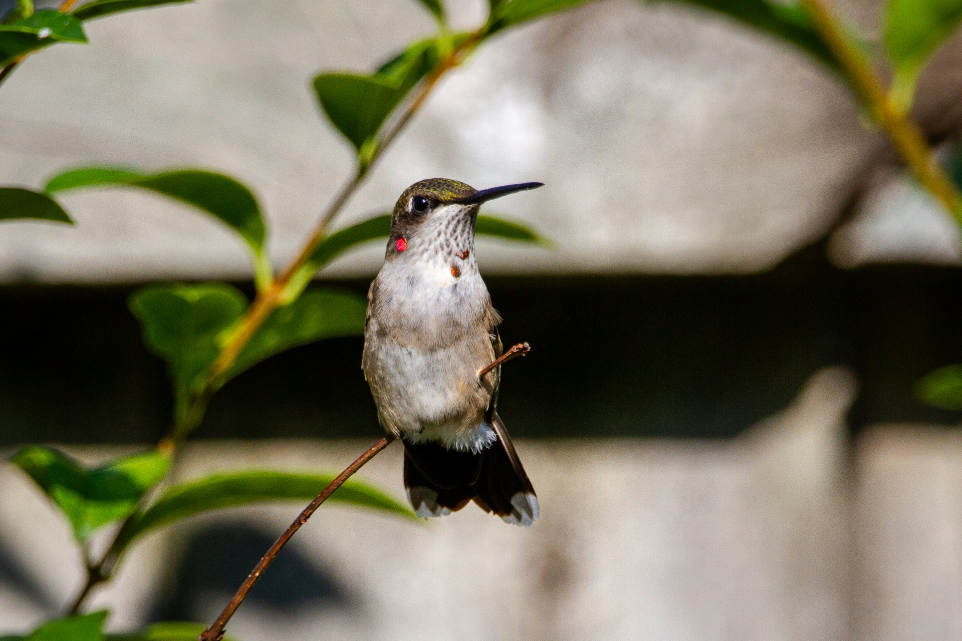 Hummingbird perched on branch