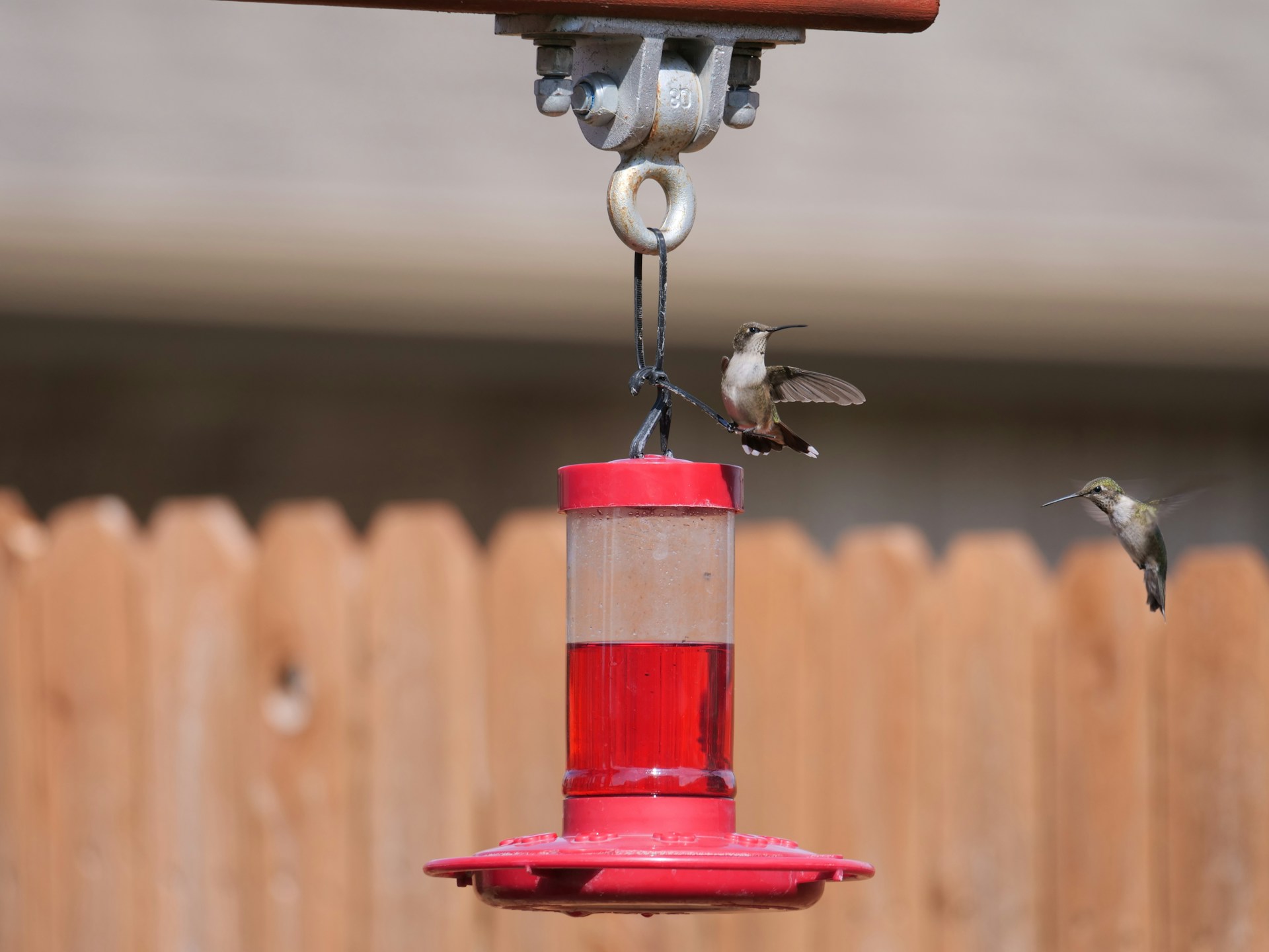 Hummingbirds flying