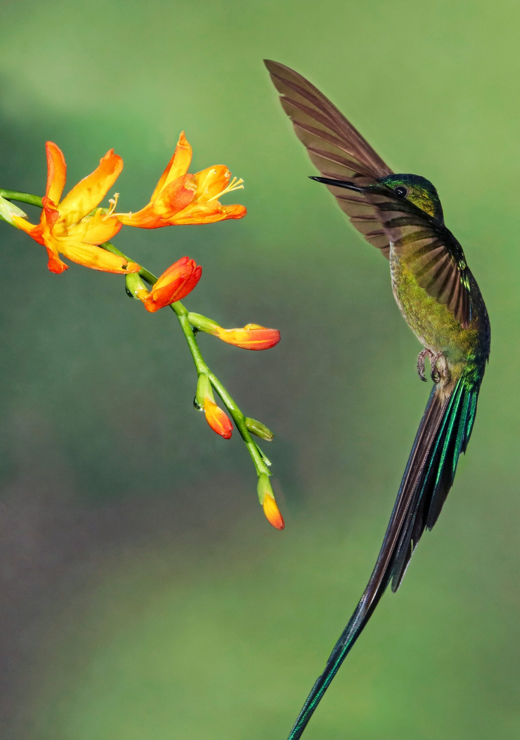 Hummingbirds in flight