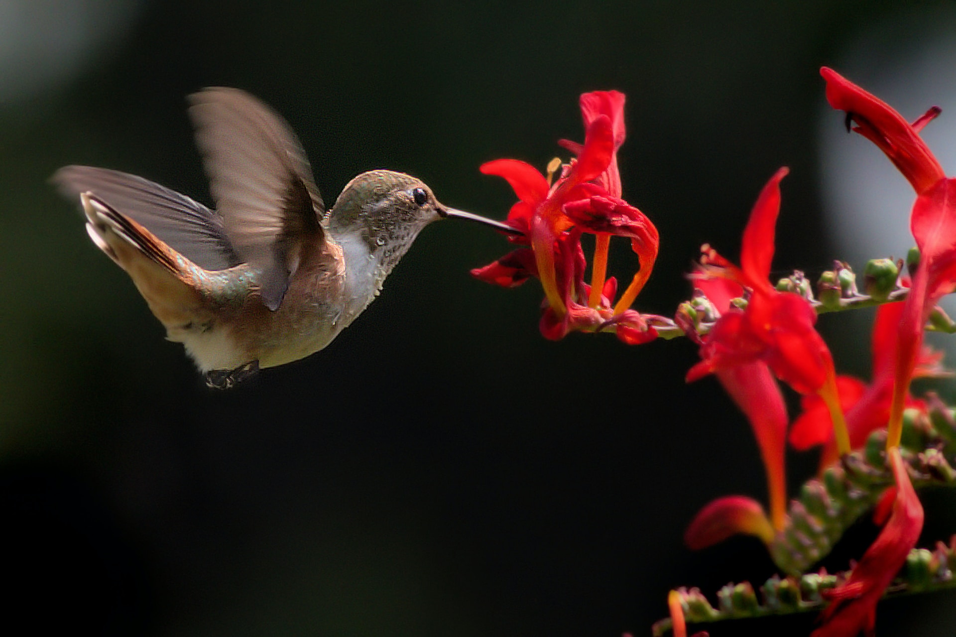 Hummingbirds roosting