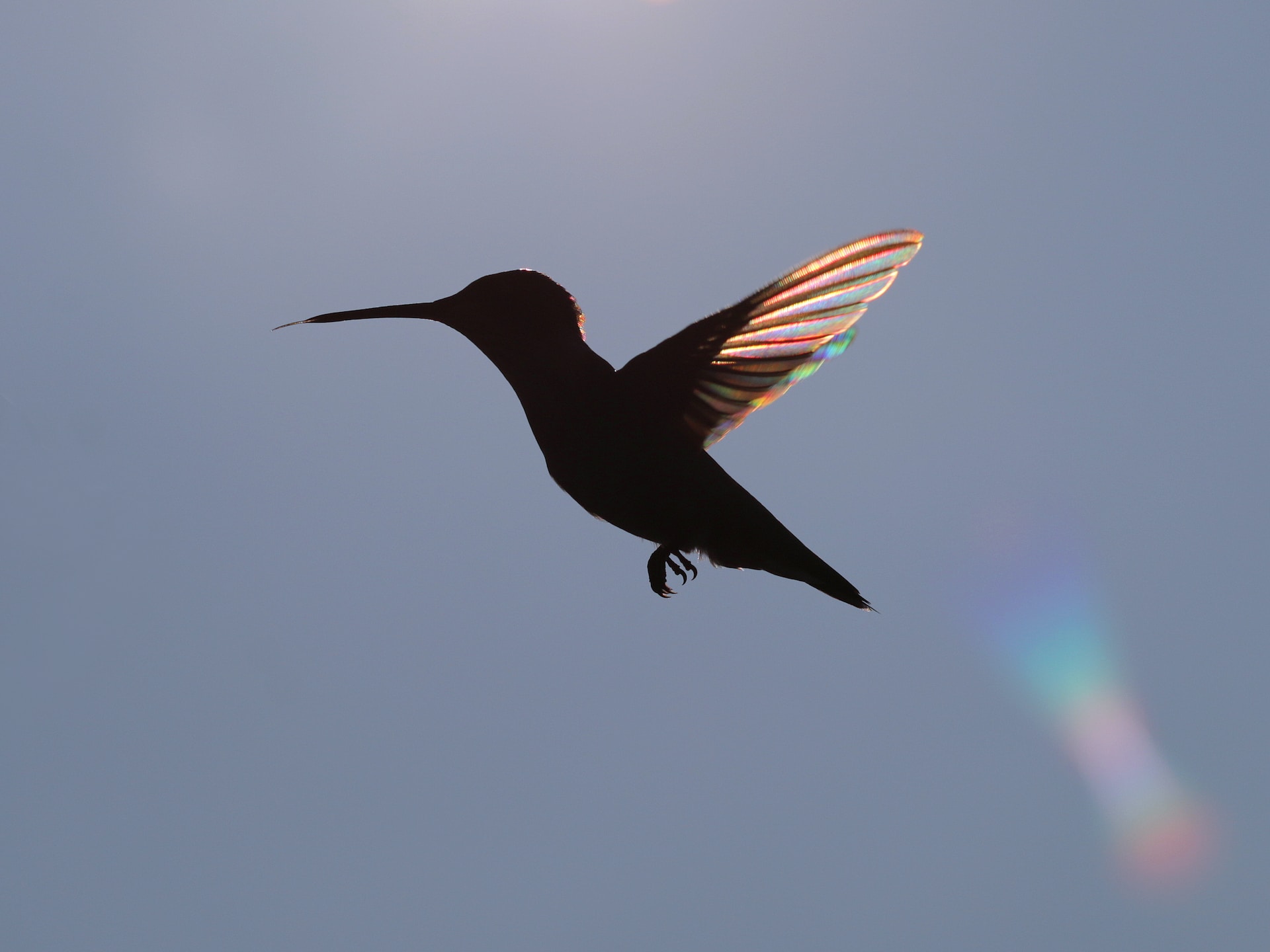 Iridescent Hummingbird in-flight