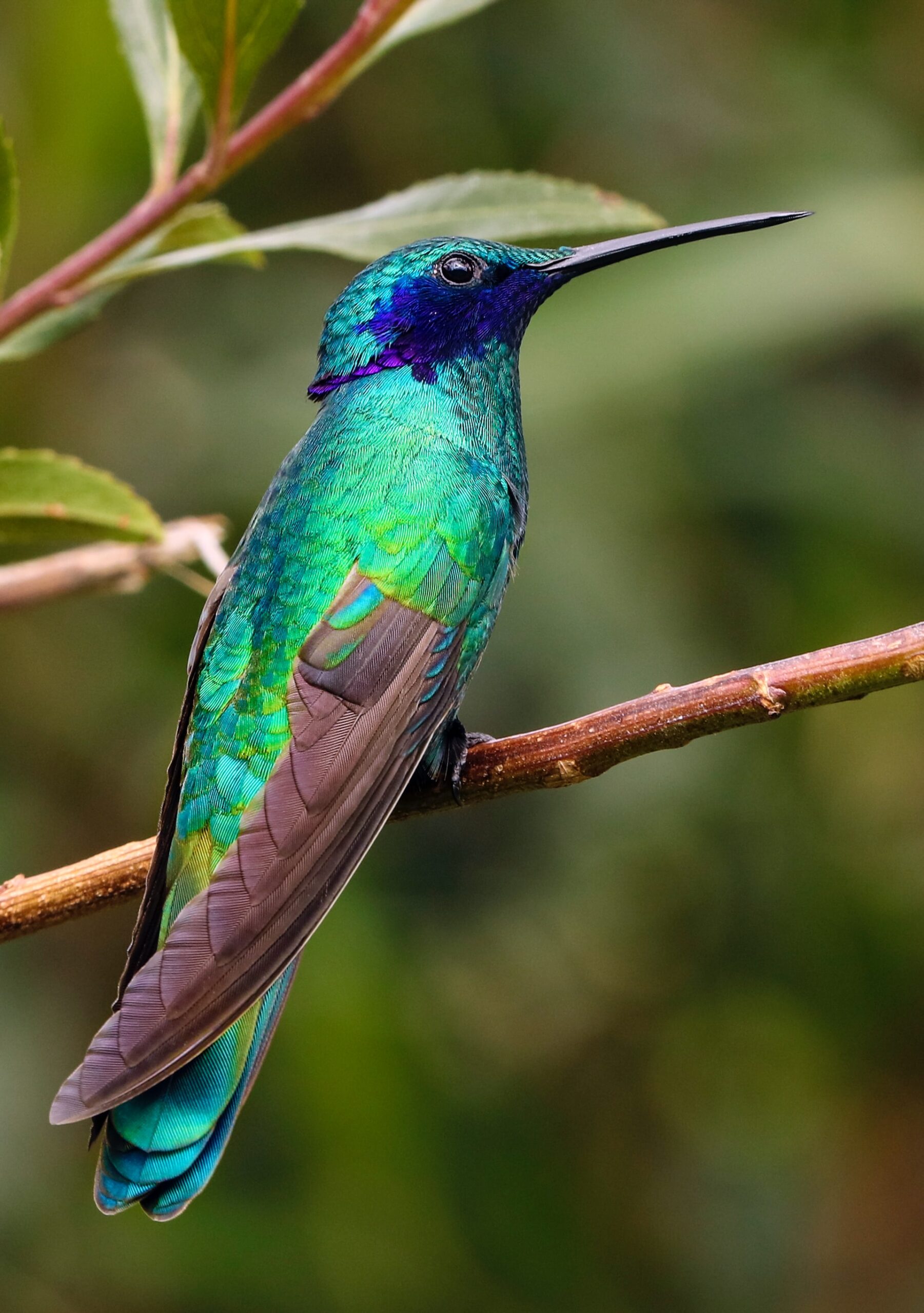 Vibrant Hummingbird Mid-flight