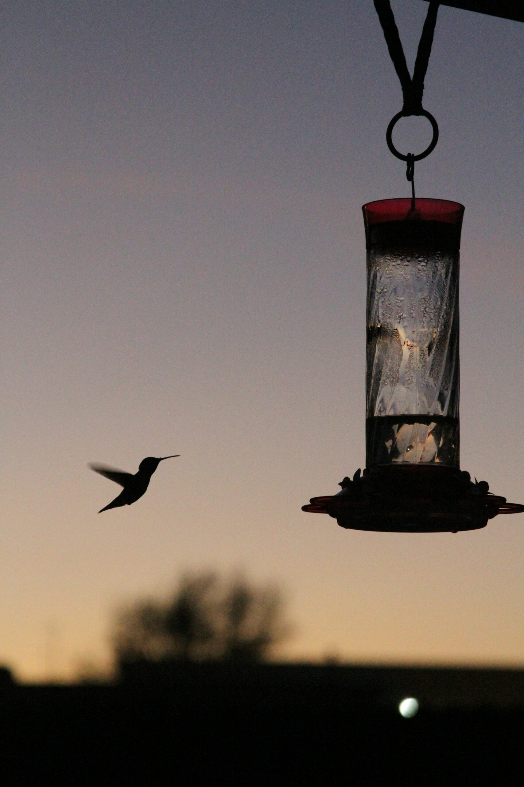 hummingbird at feeder