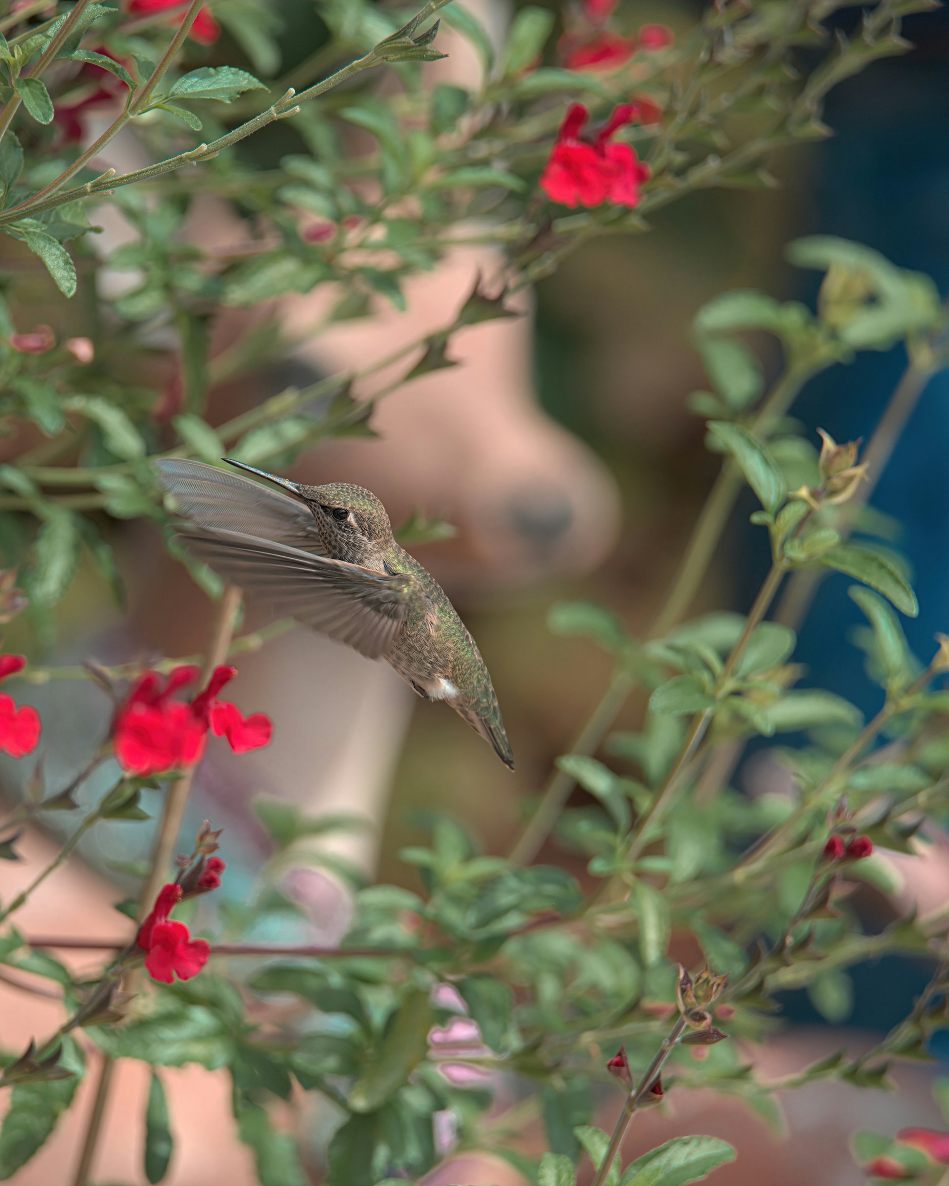 hummingbird flying