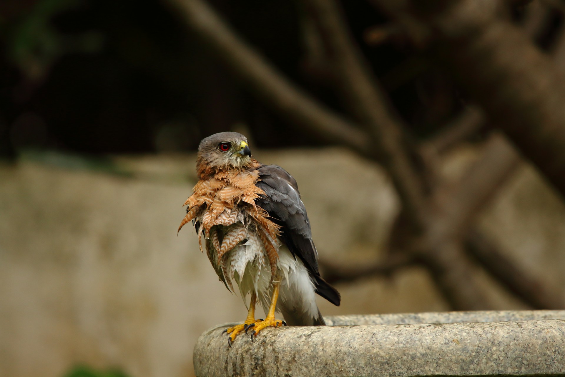 sparrow hawk