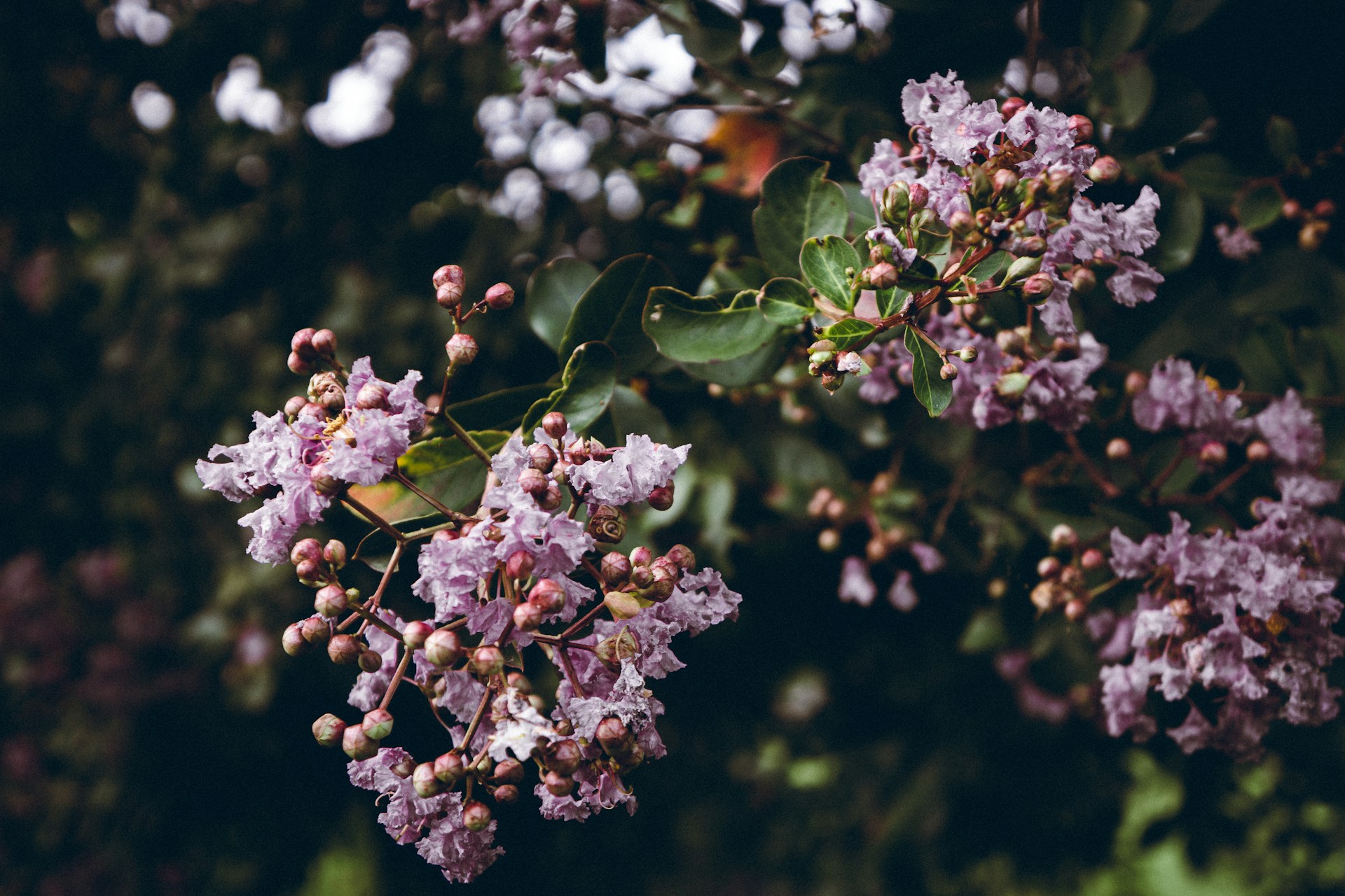 Alabama wild flowers