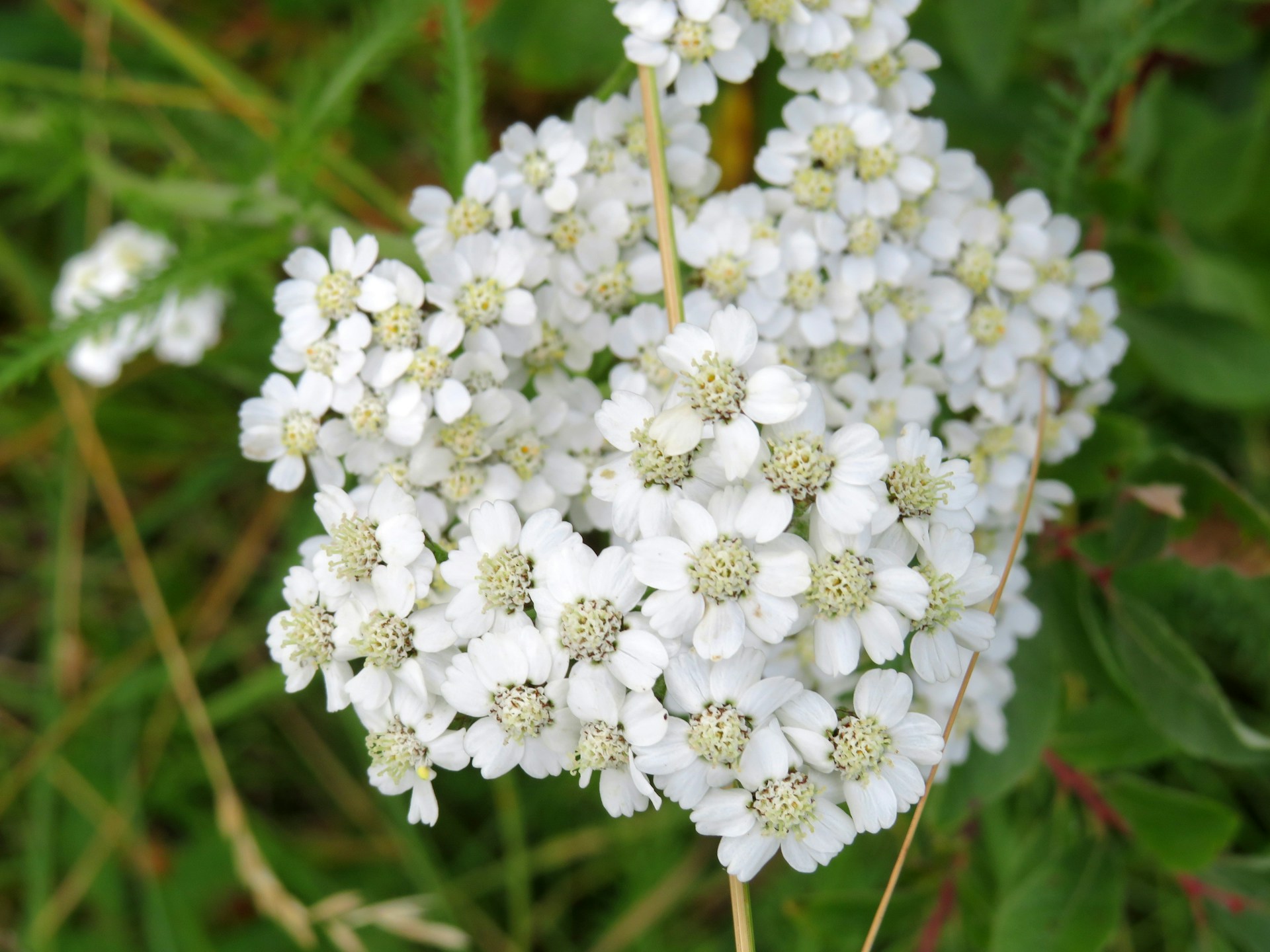 Alaska wild flowers