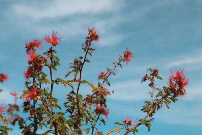 10 Fast-Growing Flowers to Attract Hummingbirds in Arizona