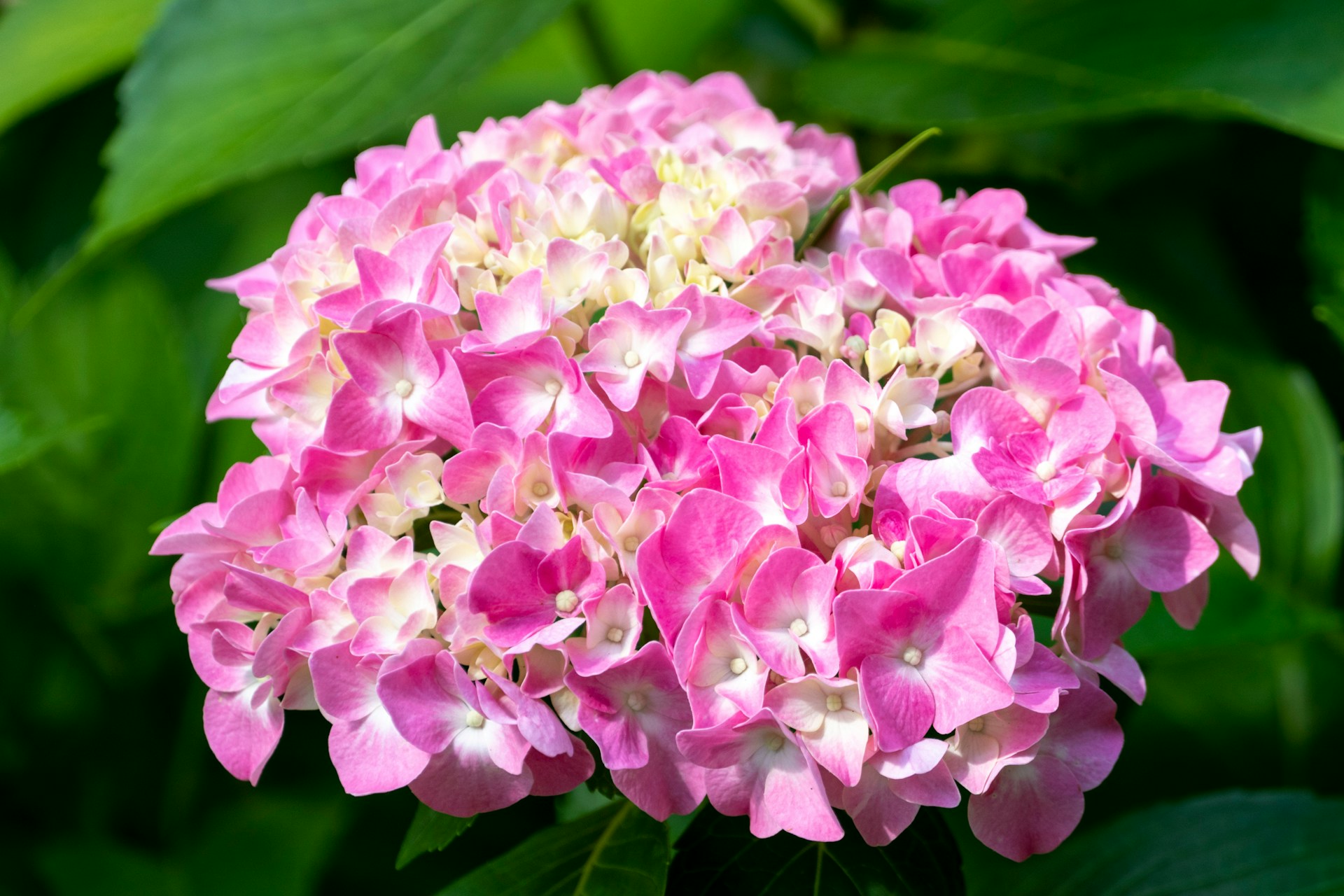 Arkansas flowers garden