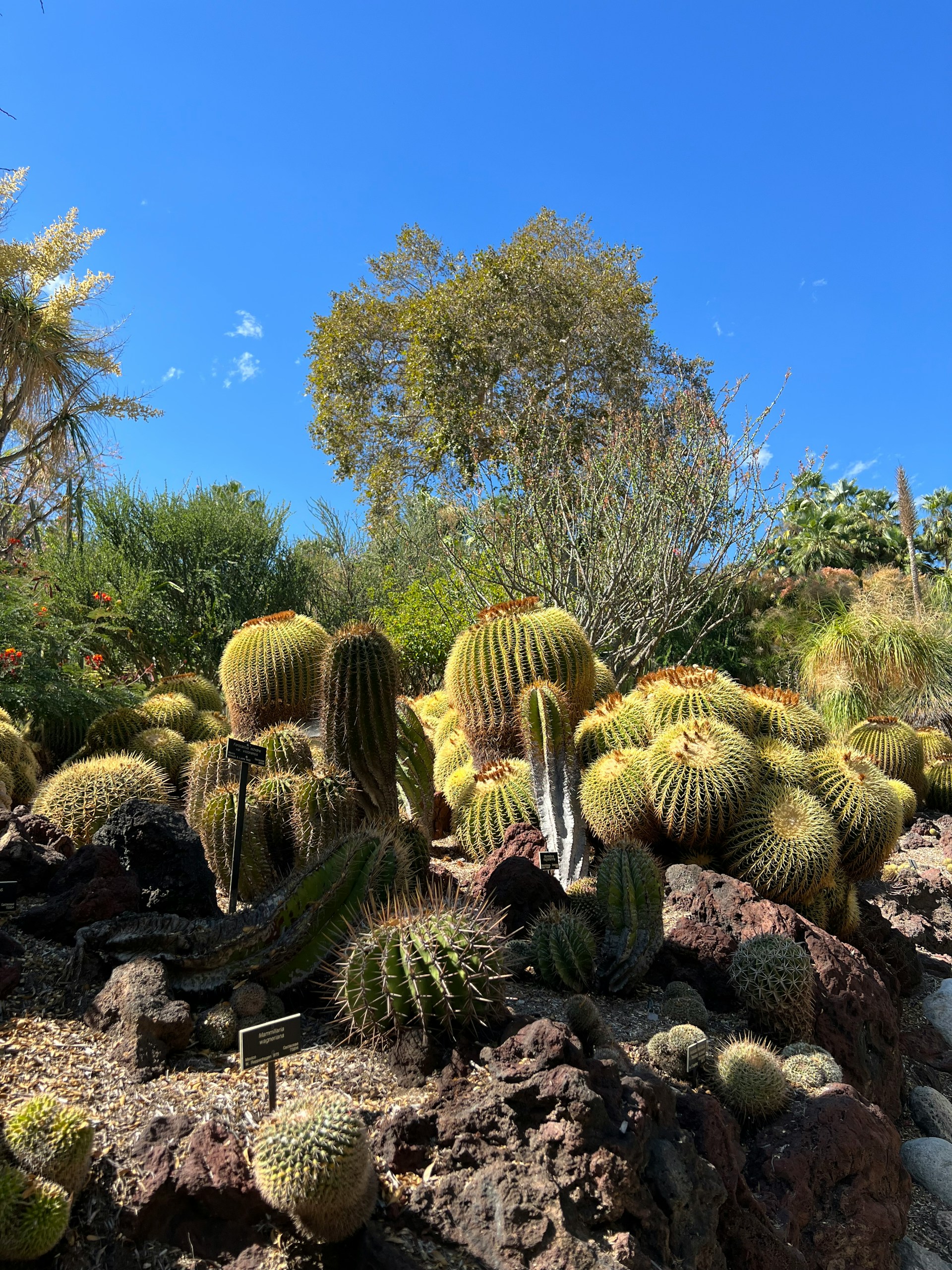 California flowers garden