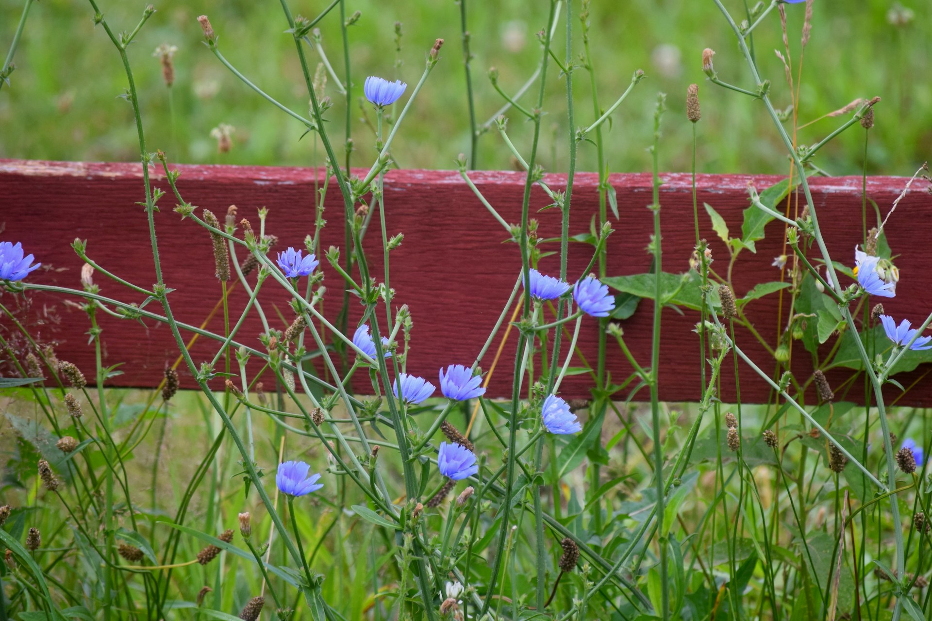 Delaware flowers