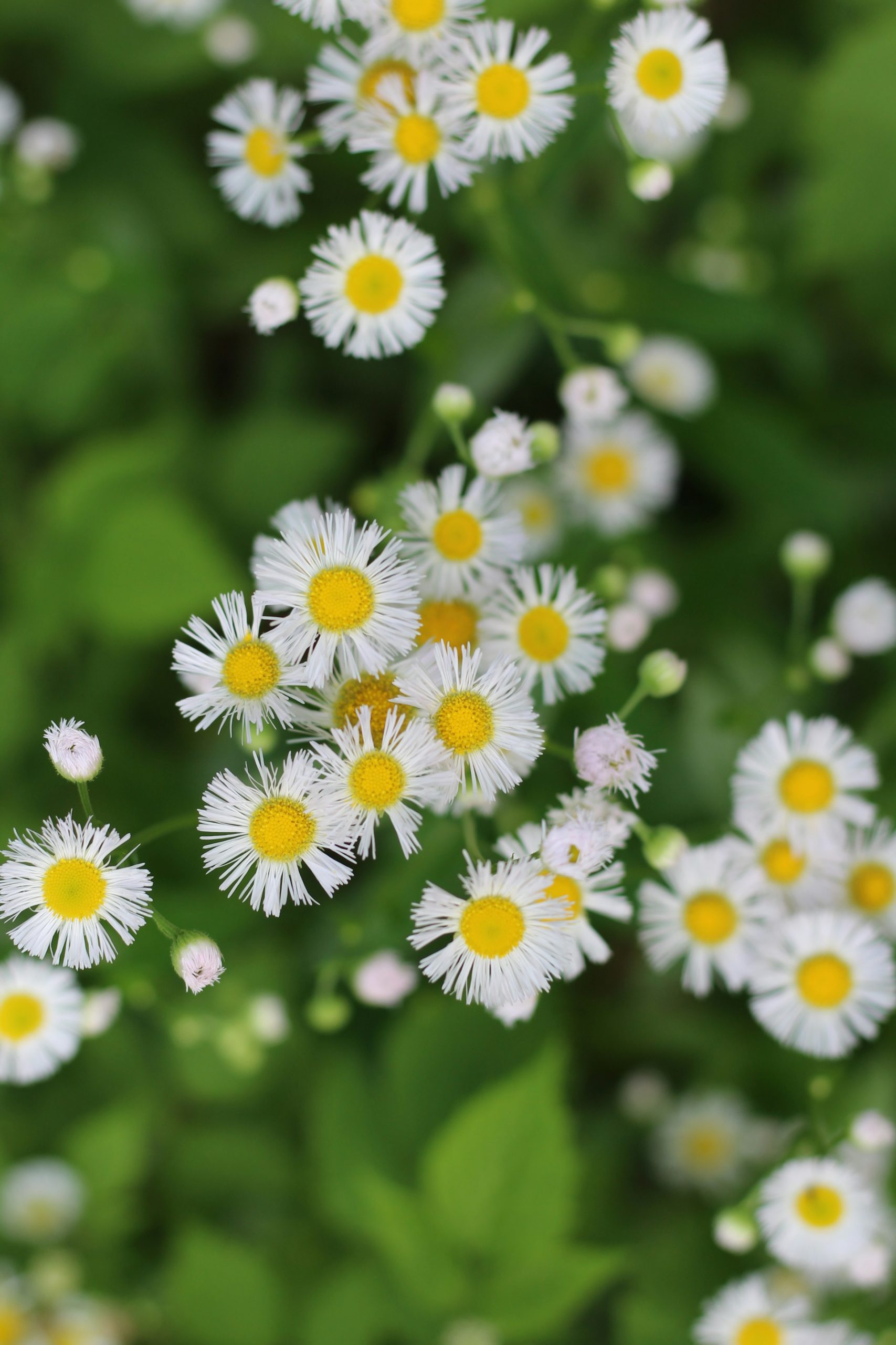 Iowa wild flowers