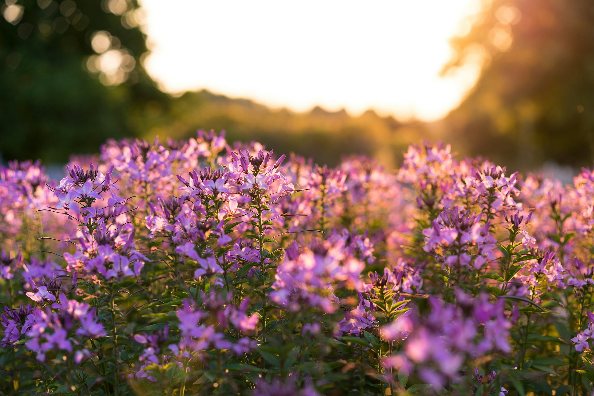 Kentucky wild flowers