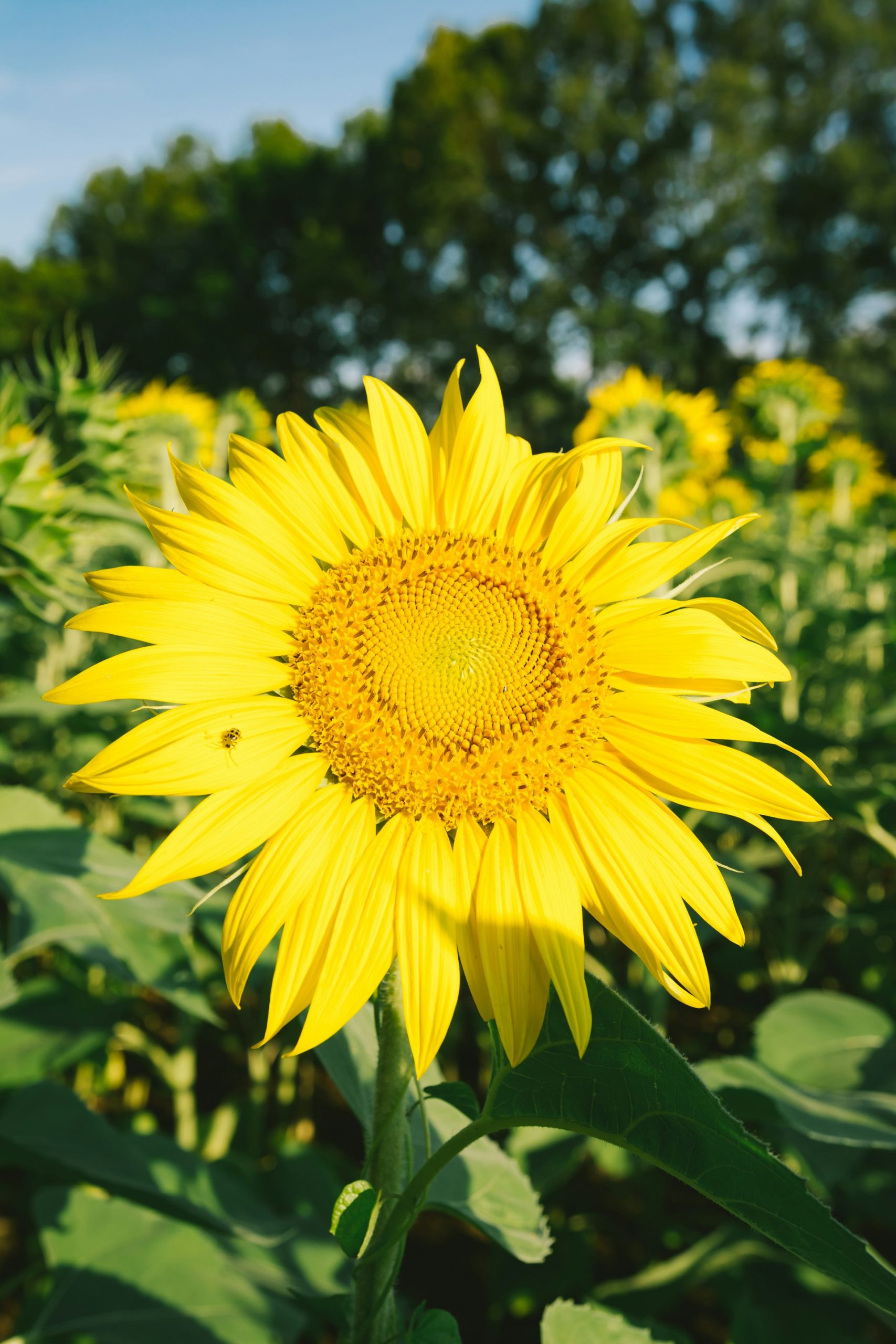 Maryland flowers