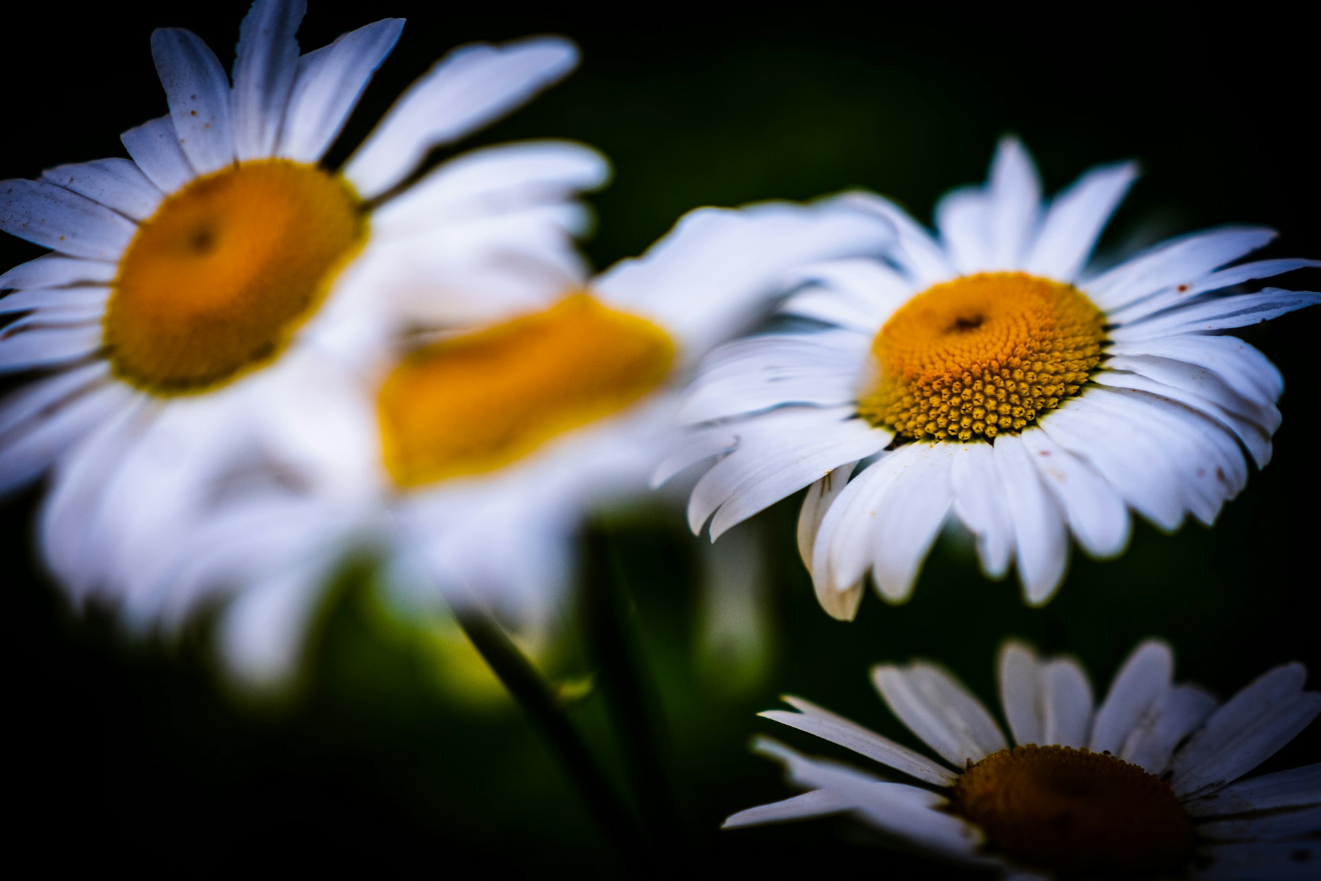 Montana wild flowers