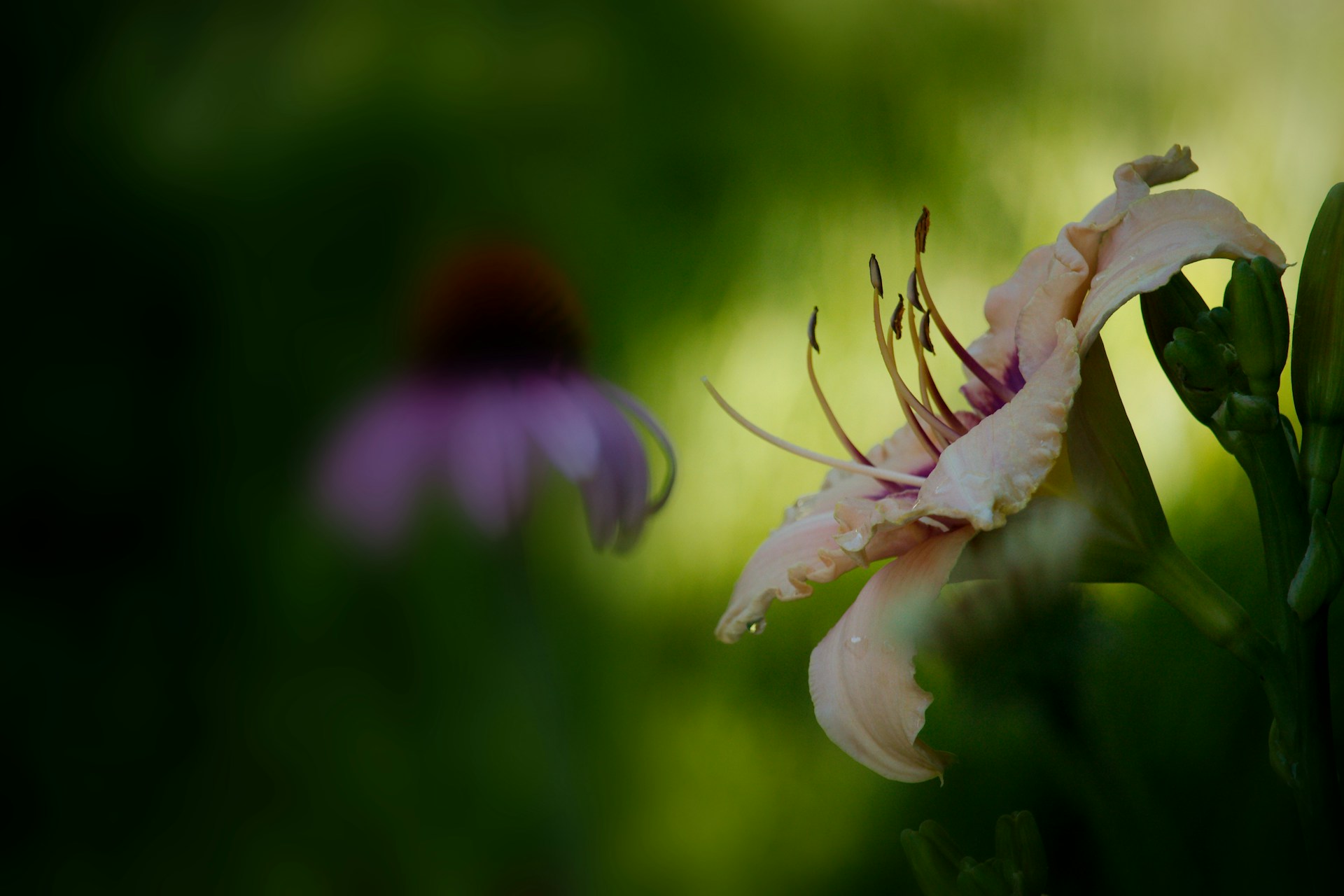 Nebraska flowers