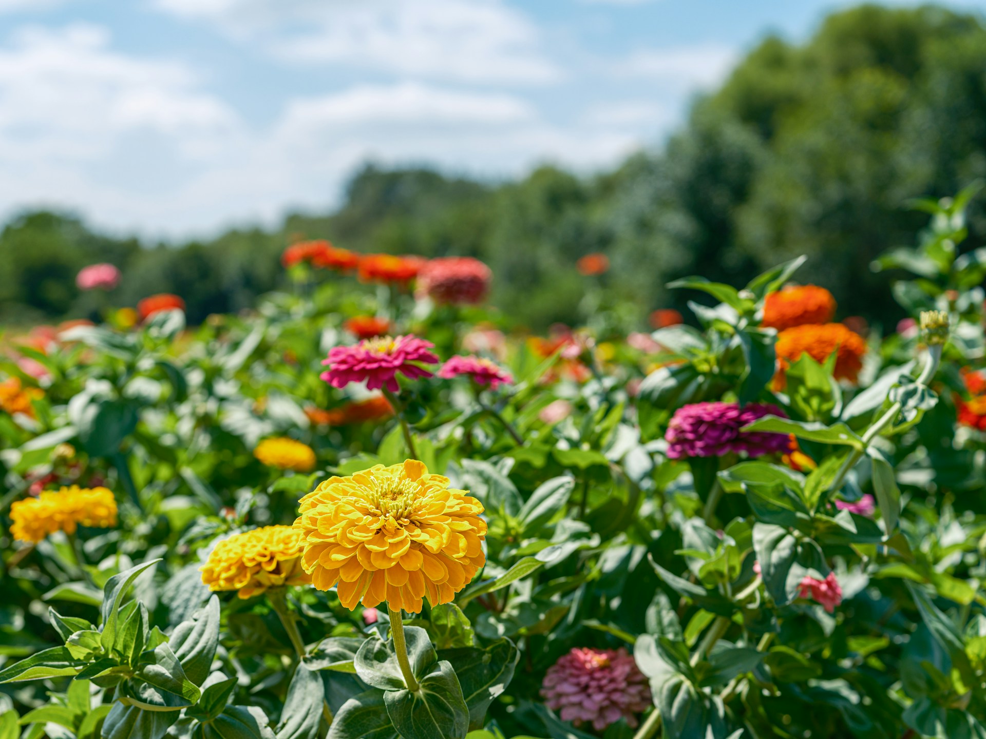 New Jersey wild flowers