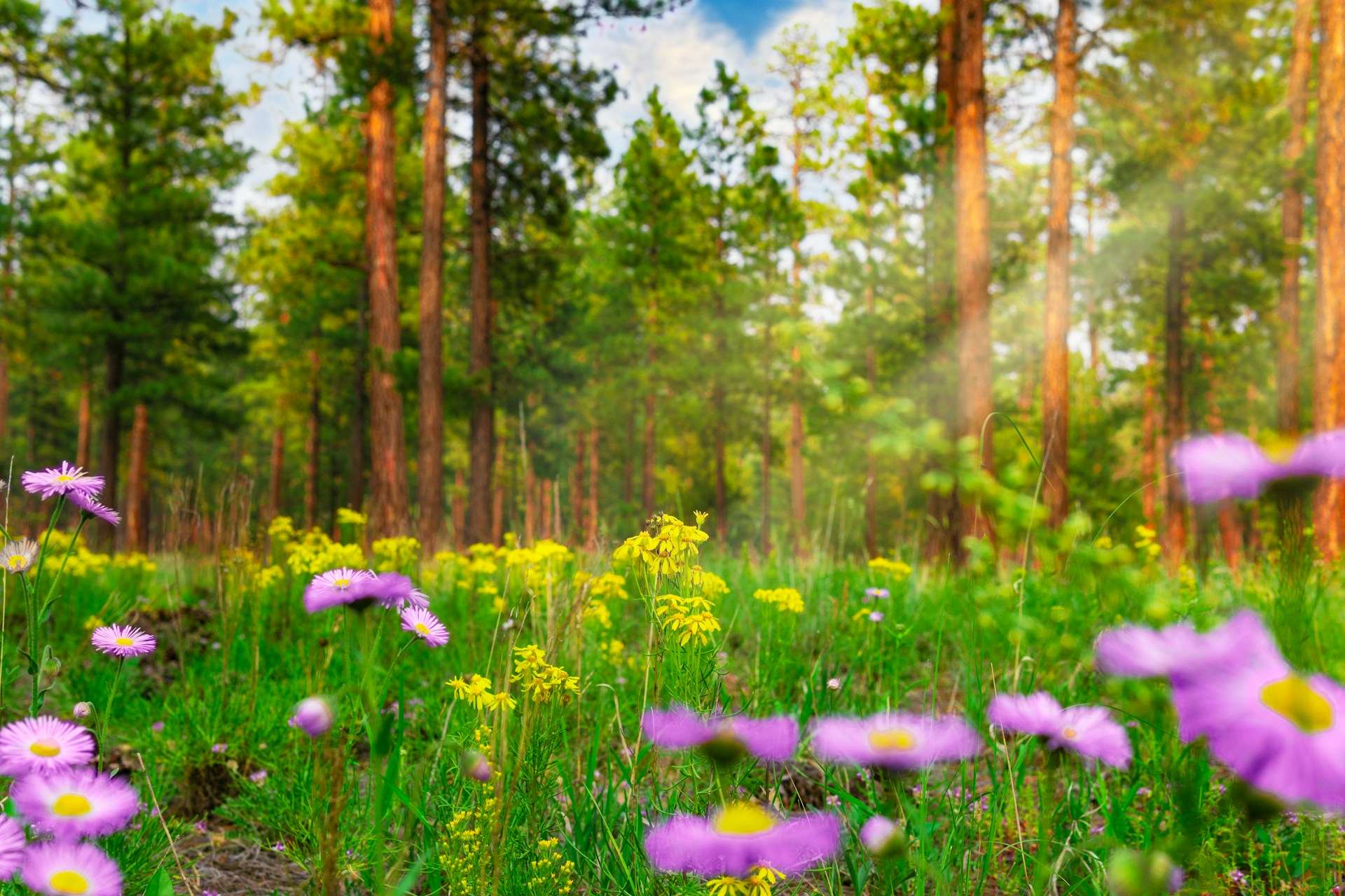 New Mexico wild flowers