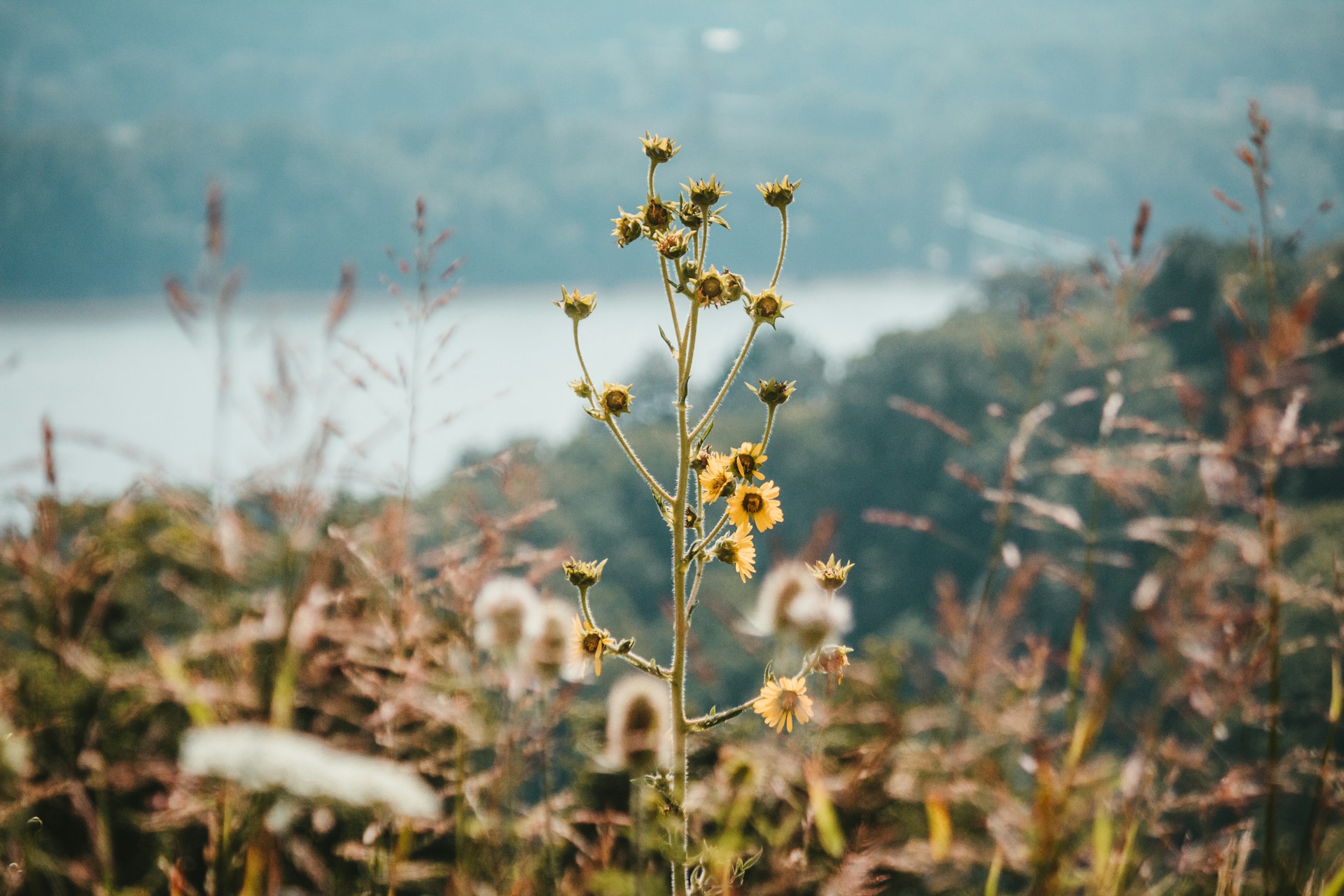 Ohio wild flowers