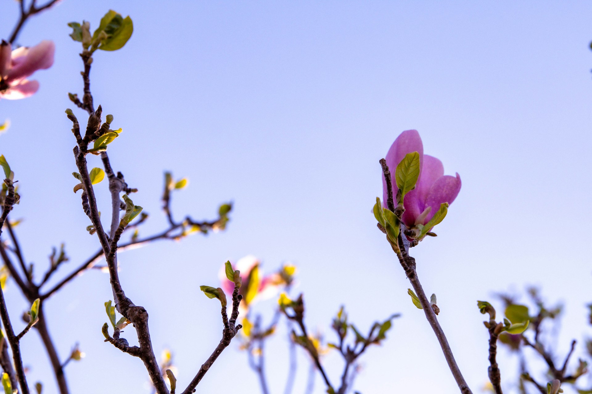 Oklahoma flowers