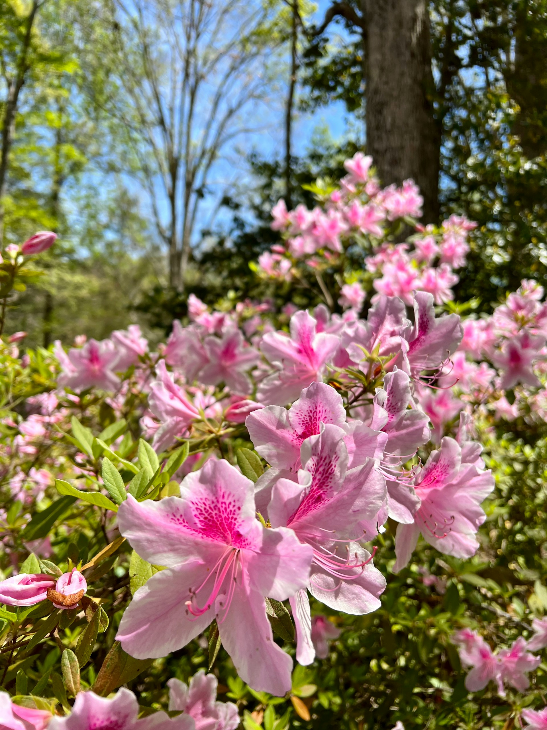 South Carolina flowers