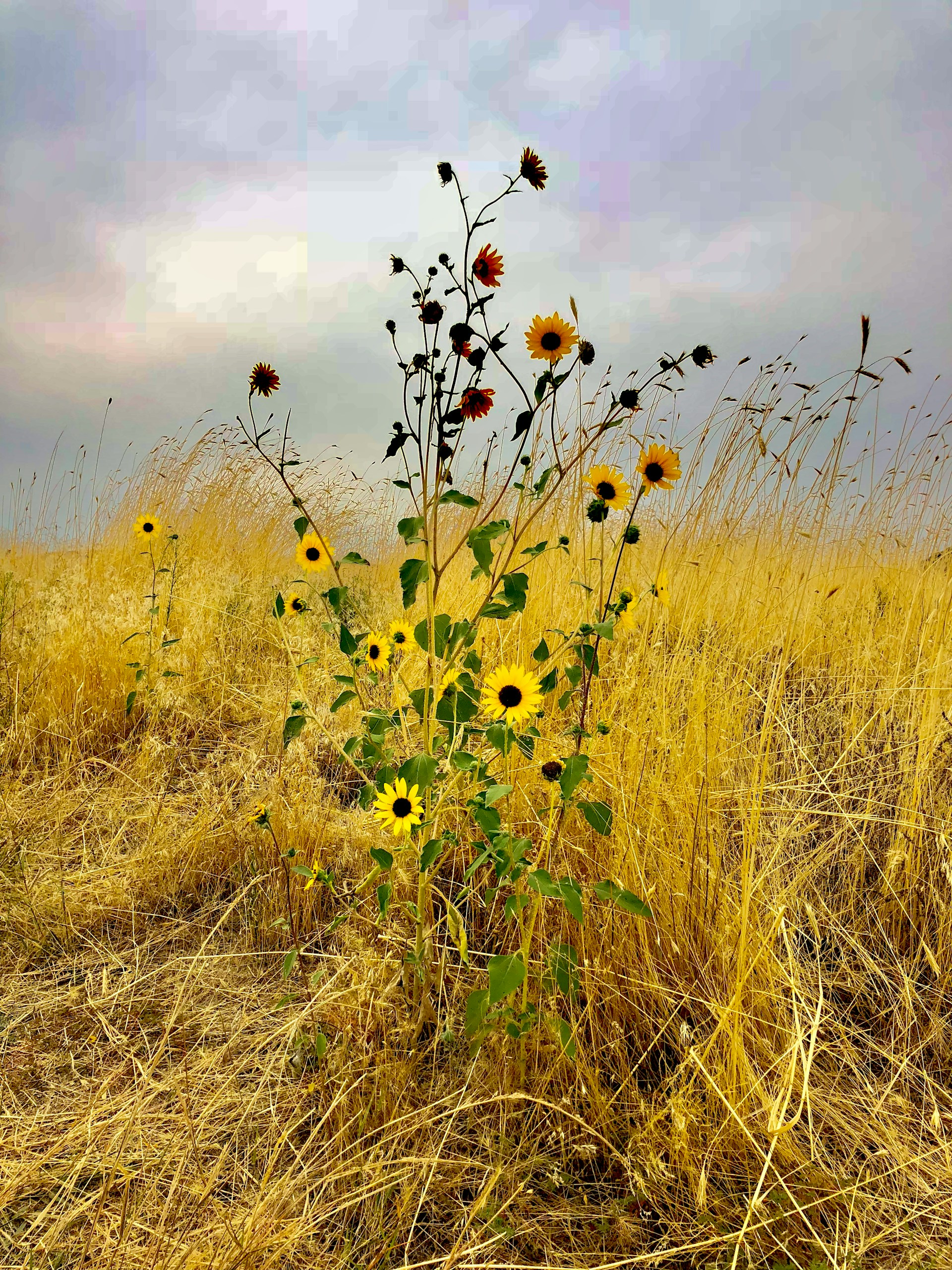 Washington wild flowers