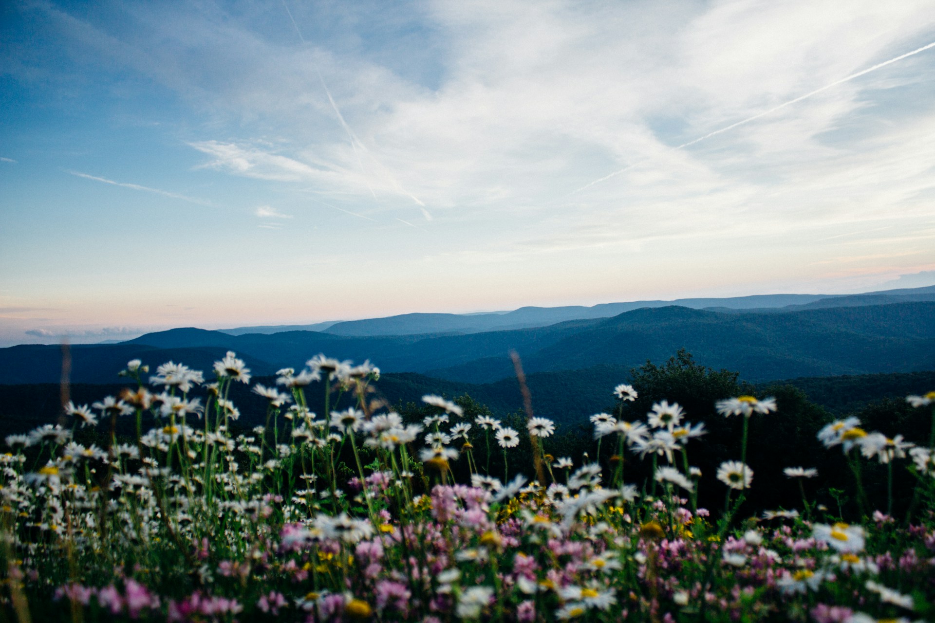 West Virginia flowers