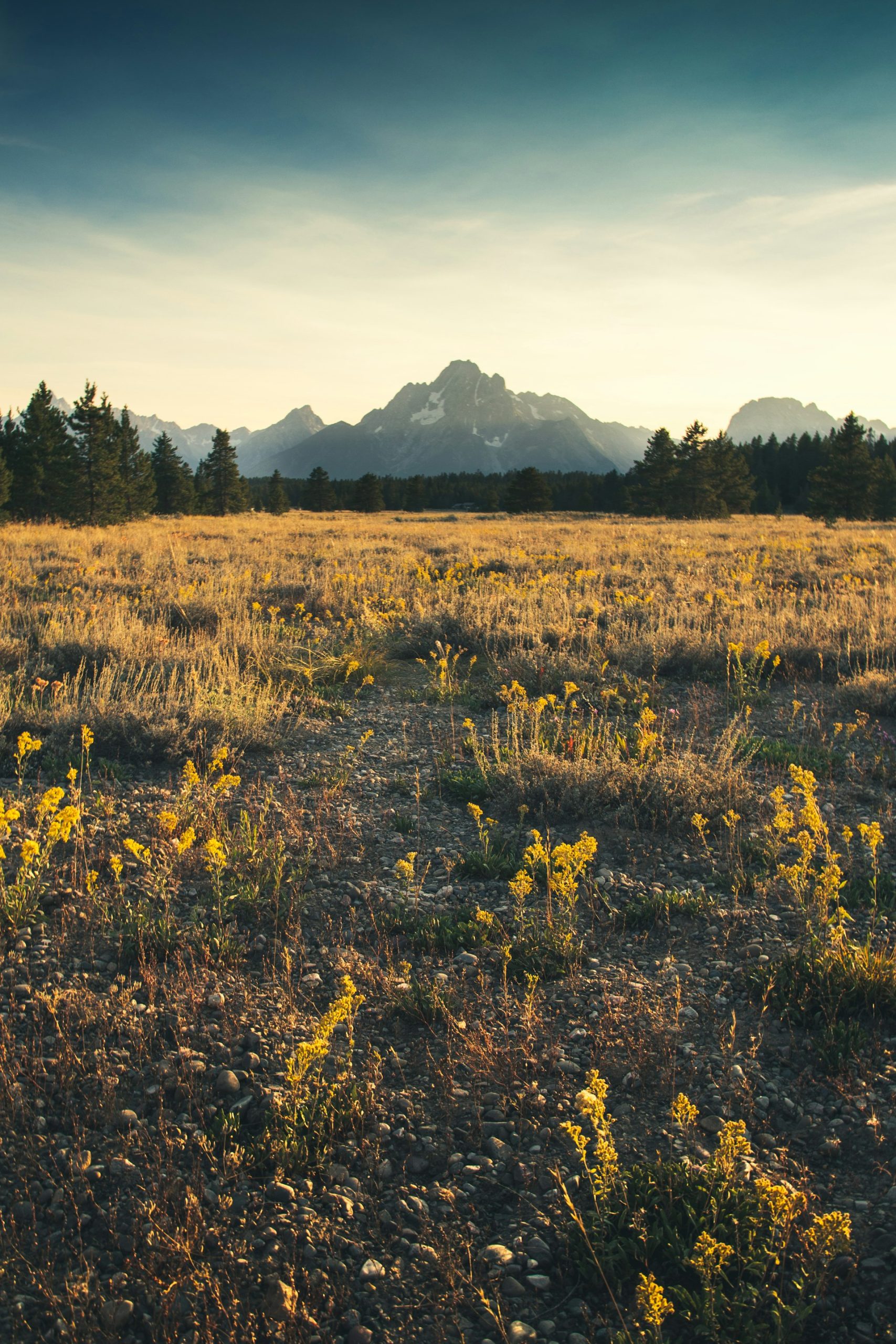 Wyoming flowers