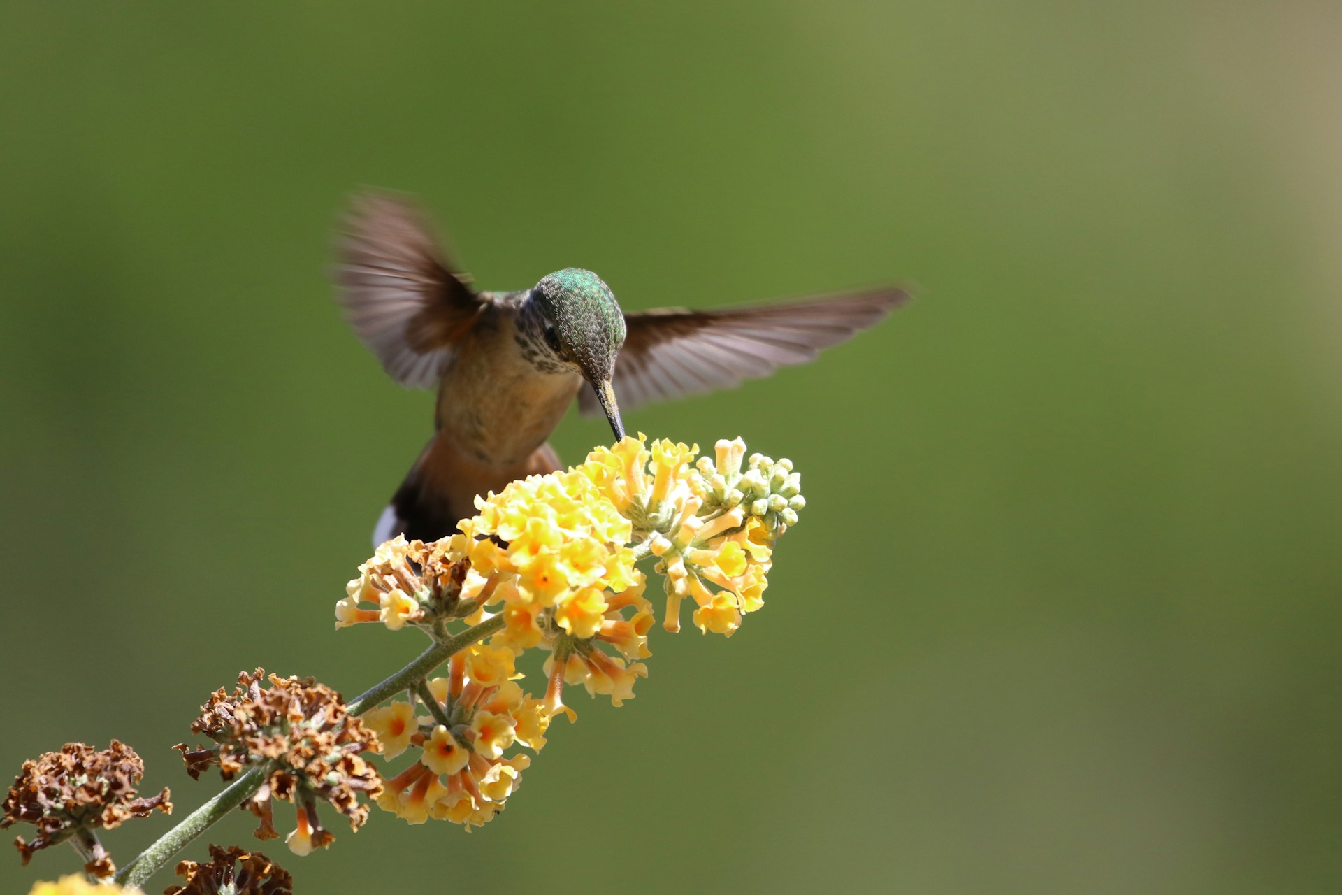 Hummingbird Nest