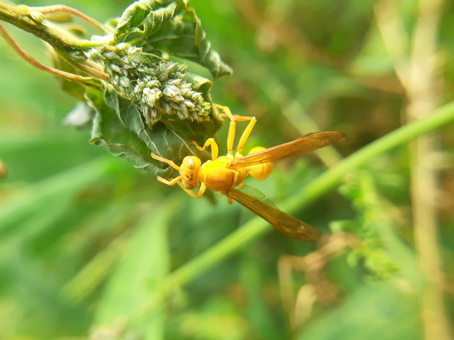 hummingbird-friendly wetland garden