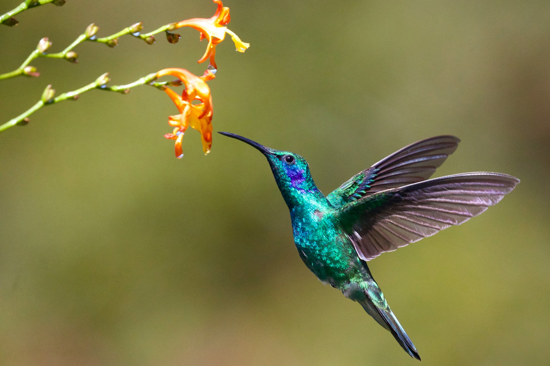 hummingbird-friendly rain gardens