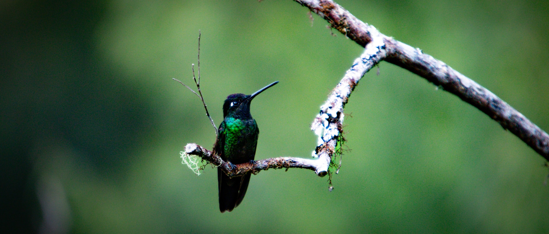 hummingbird feeders