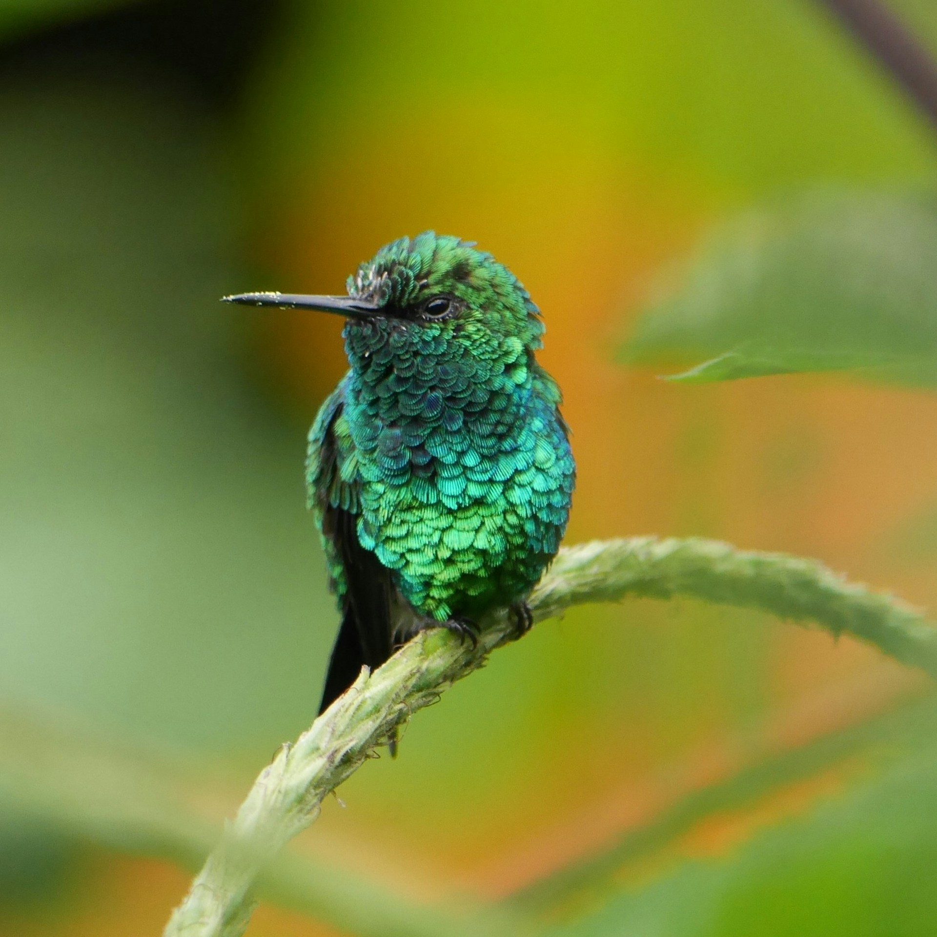 hummingbird habitat