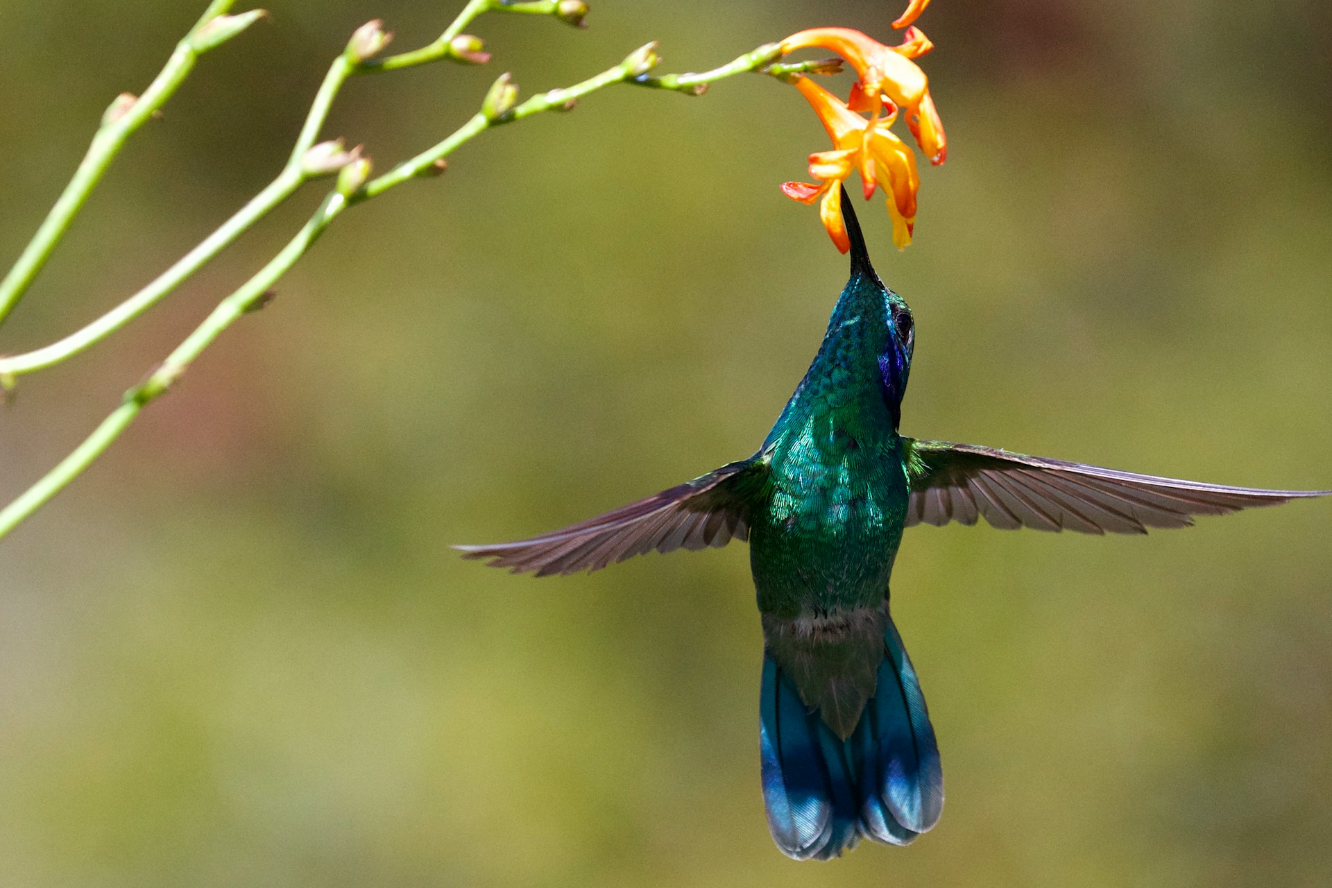 hummingbird haven