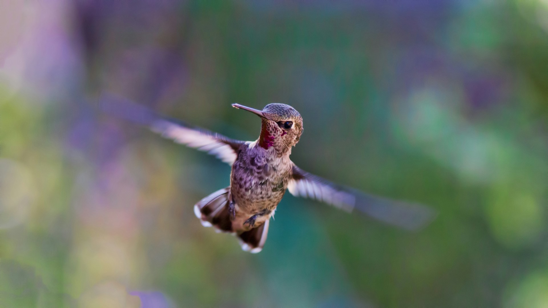 hummingbird-friendly