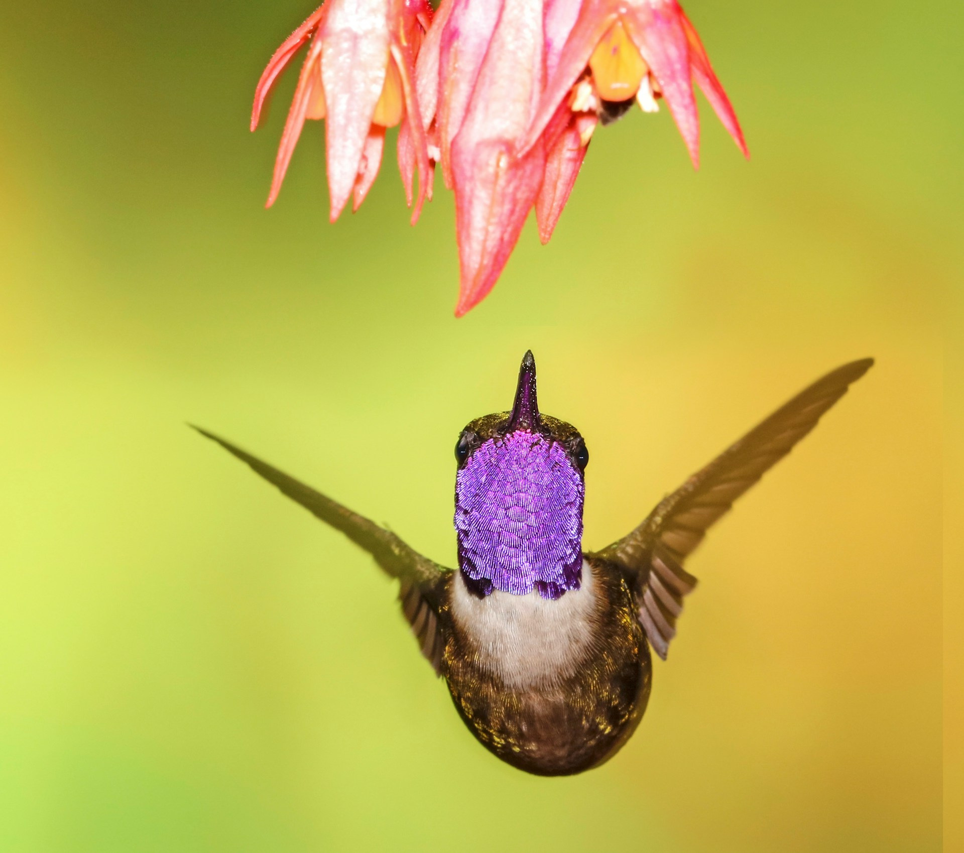 Hummingbird-Friendly Shade Plants