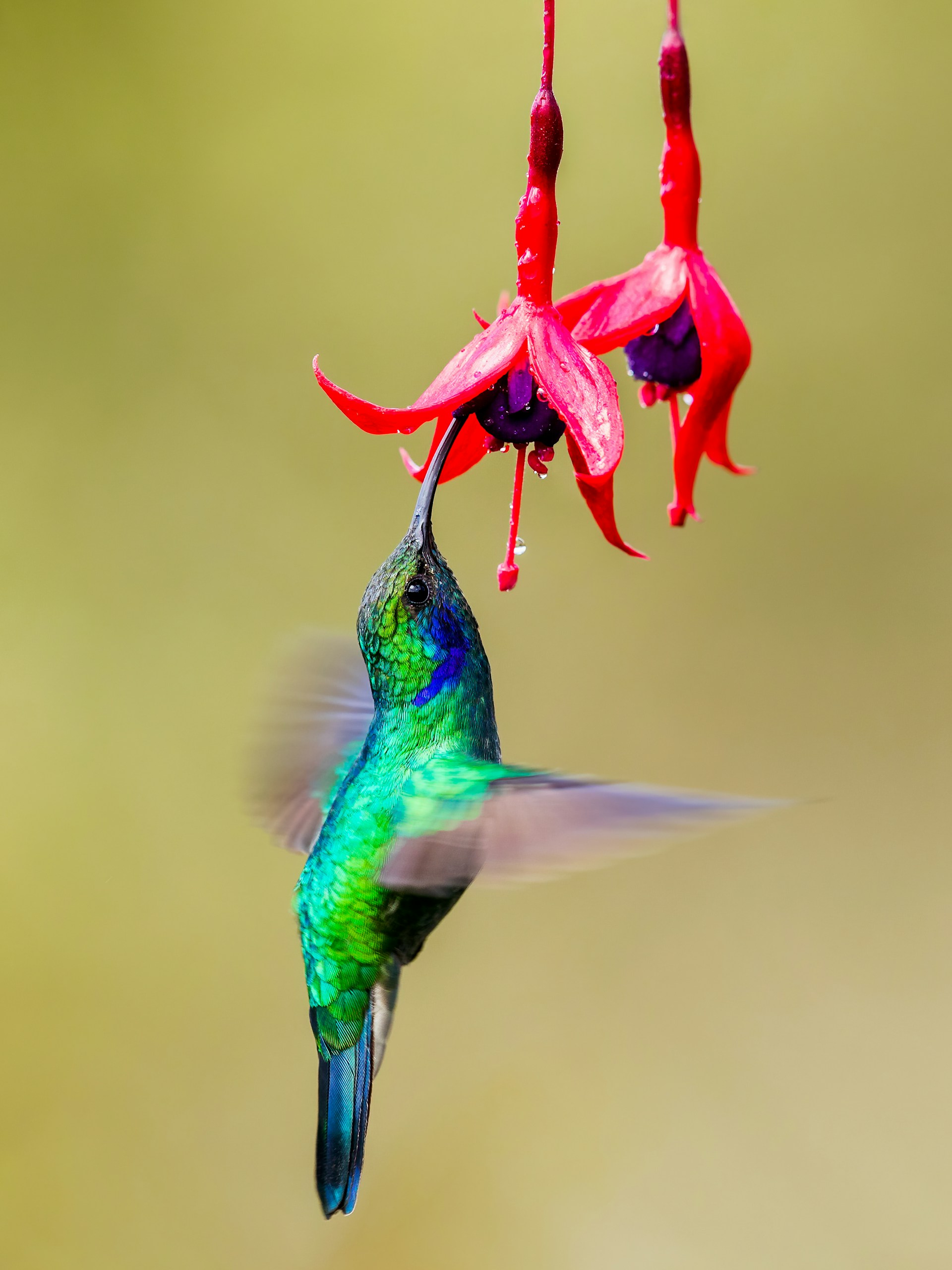 Anna’s hummingbirds